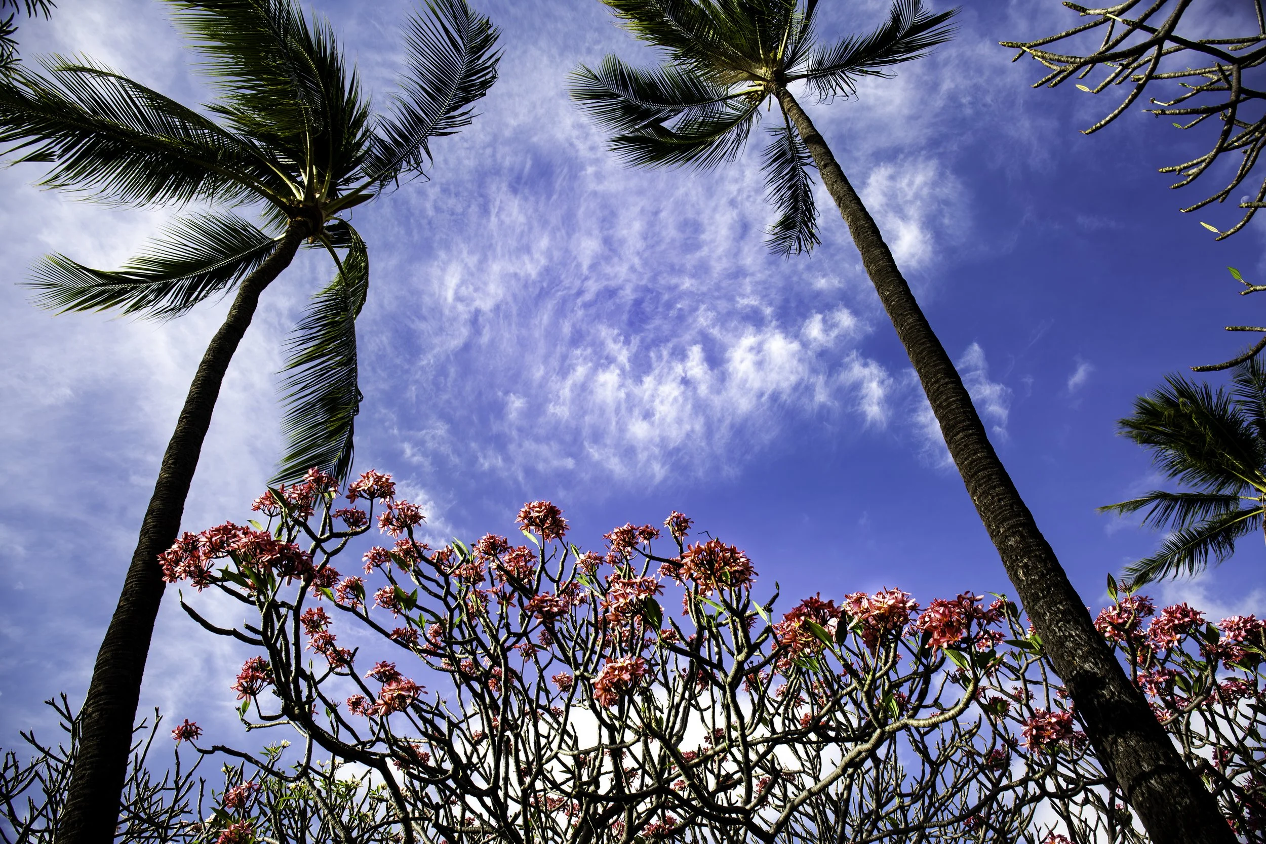 Hawaiin Flowers.jpg