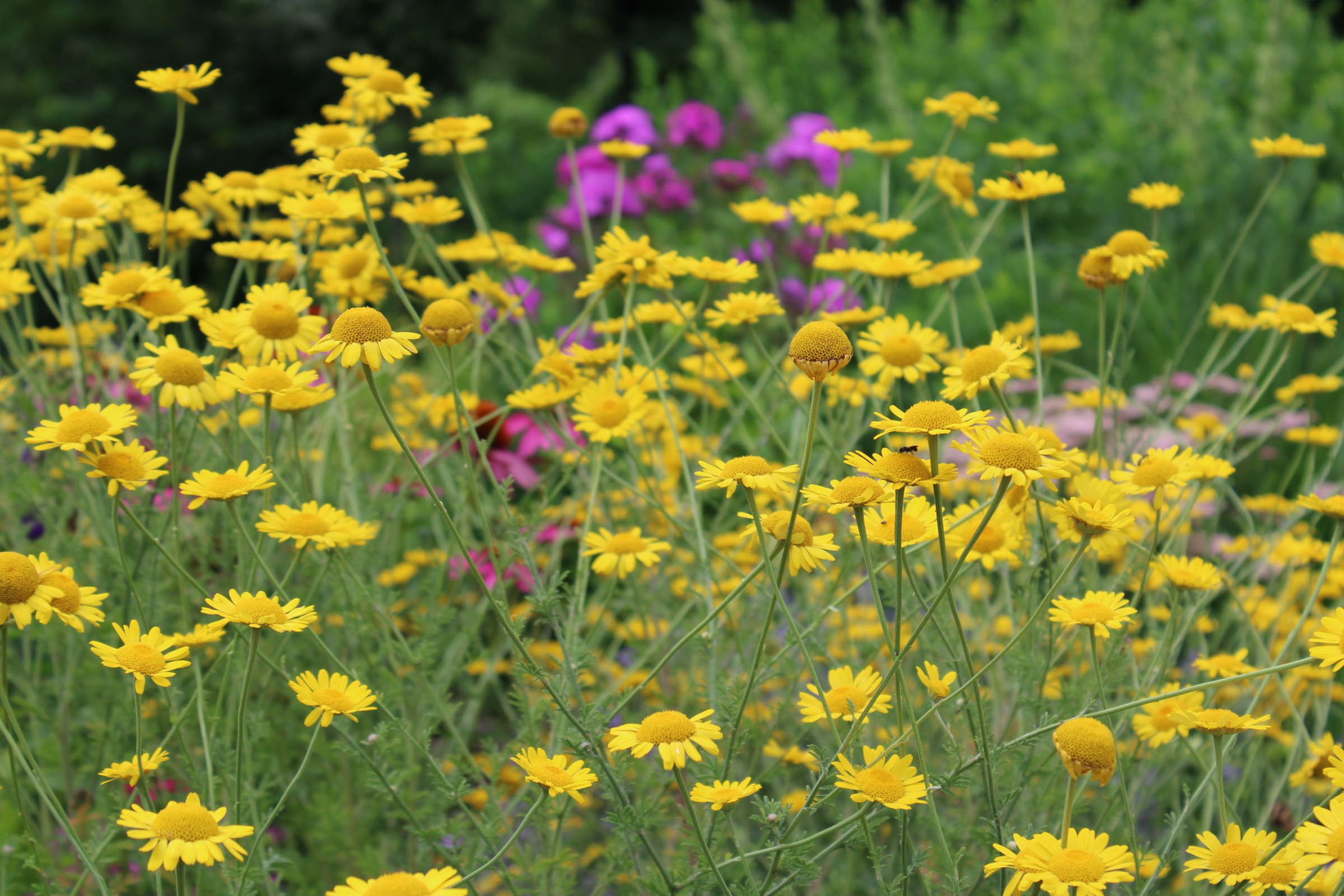 Among the Wildflowers. July 2023. Digital Photograph