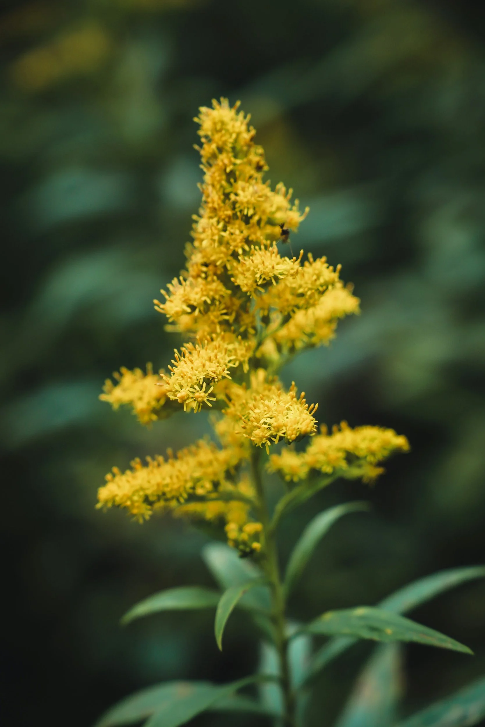 Flowering Goldenrod