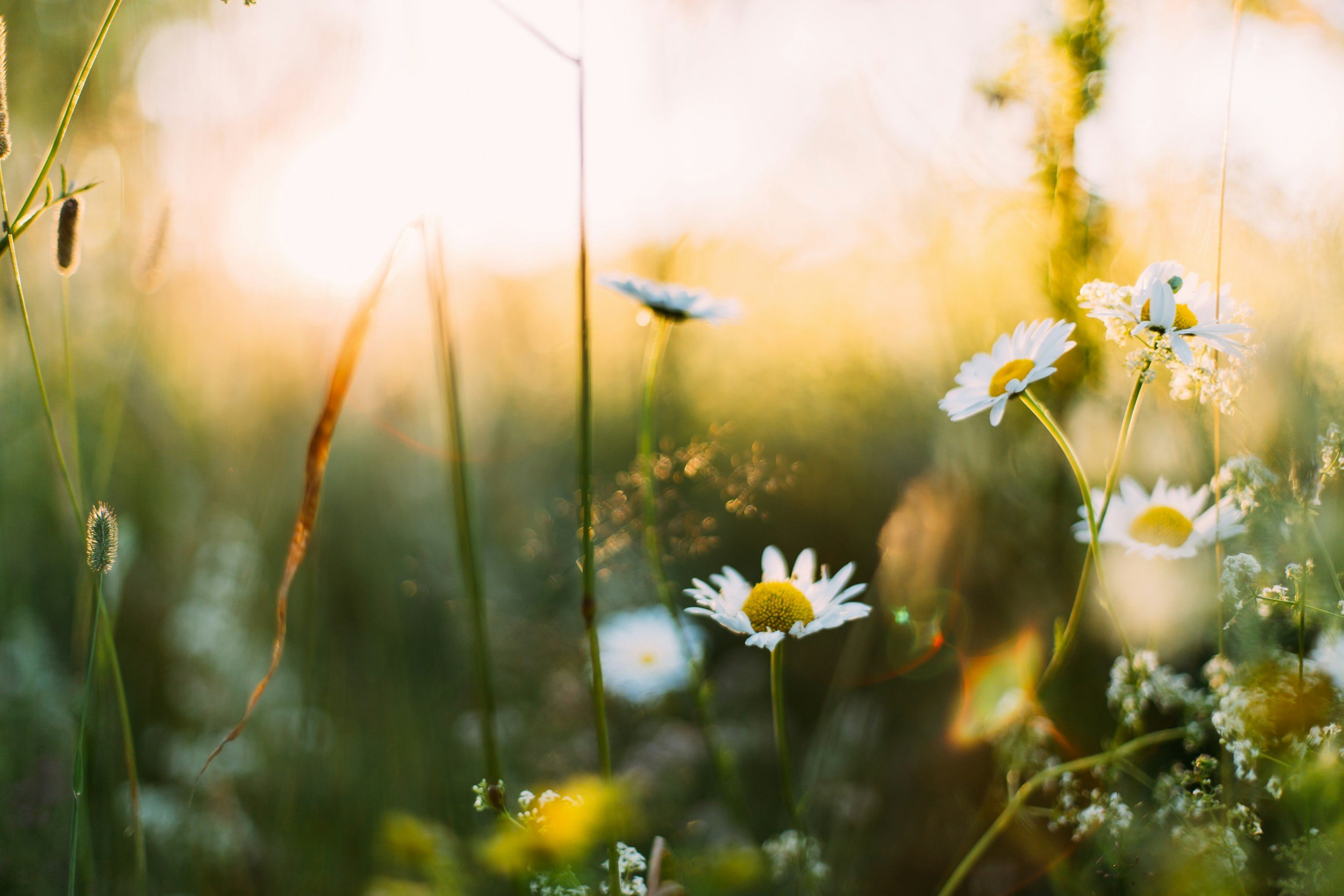 Close-up of wild daisies and grasses in a field during sunset with warm light.