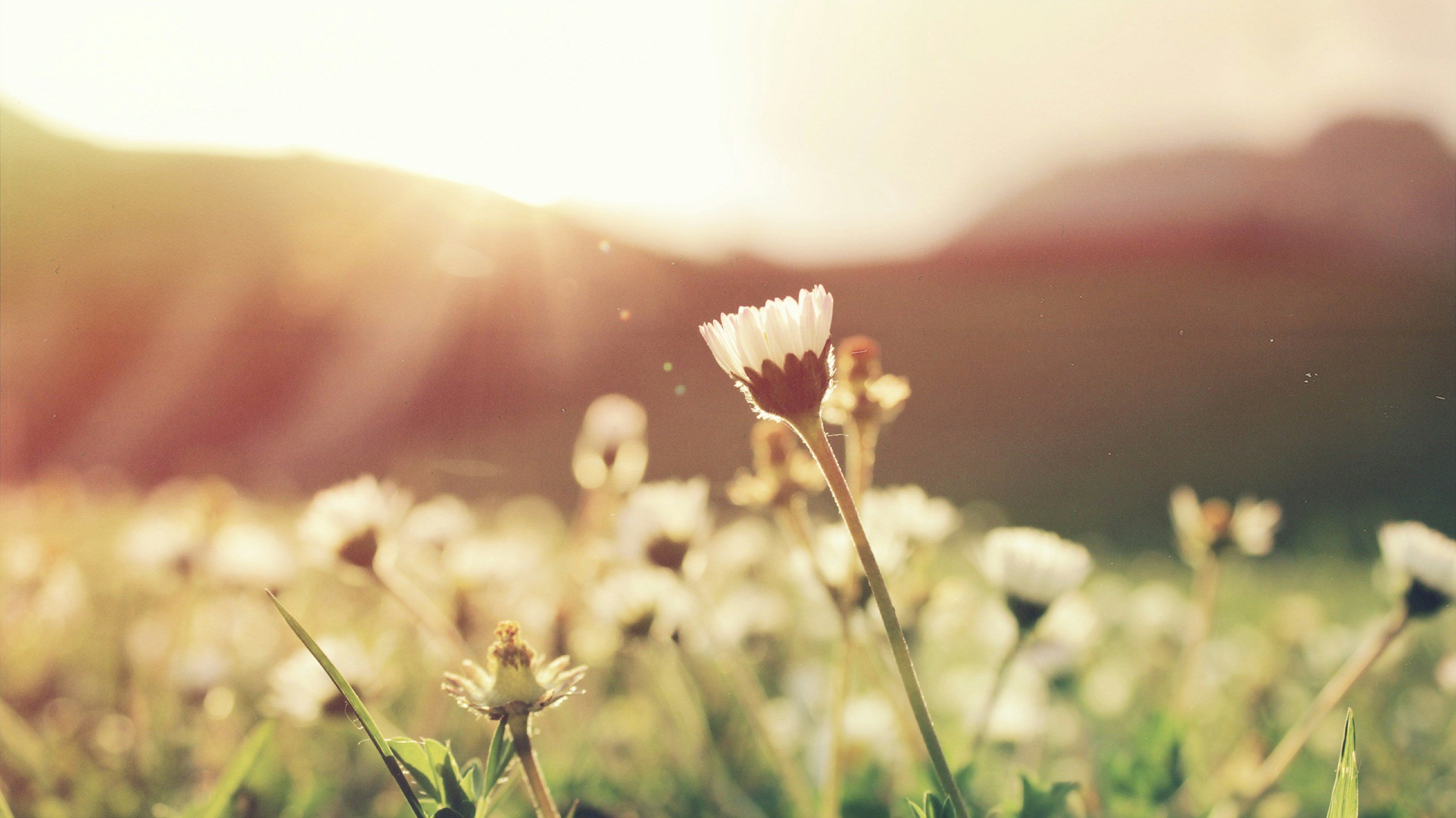 A close-up of a small white flower blooming in a field of similar flowers with sunlight shining brightly in the background.
