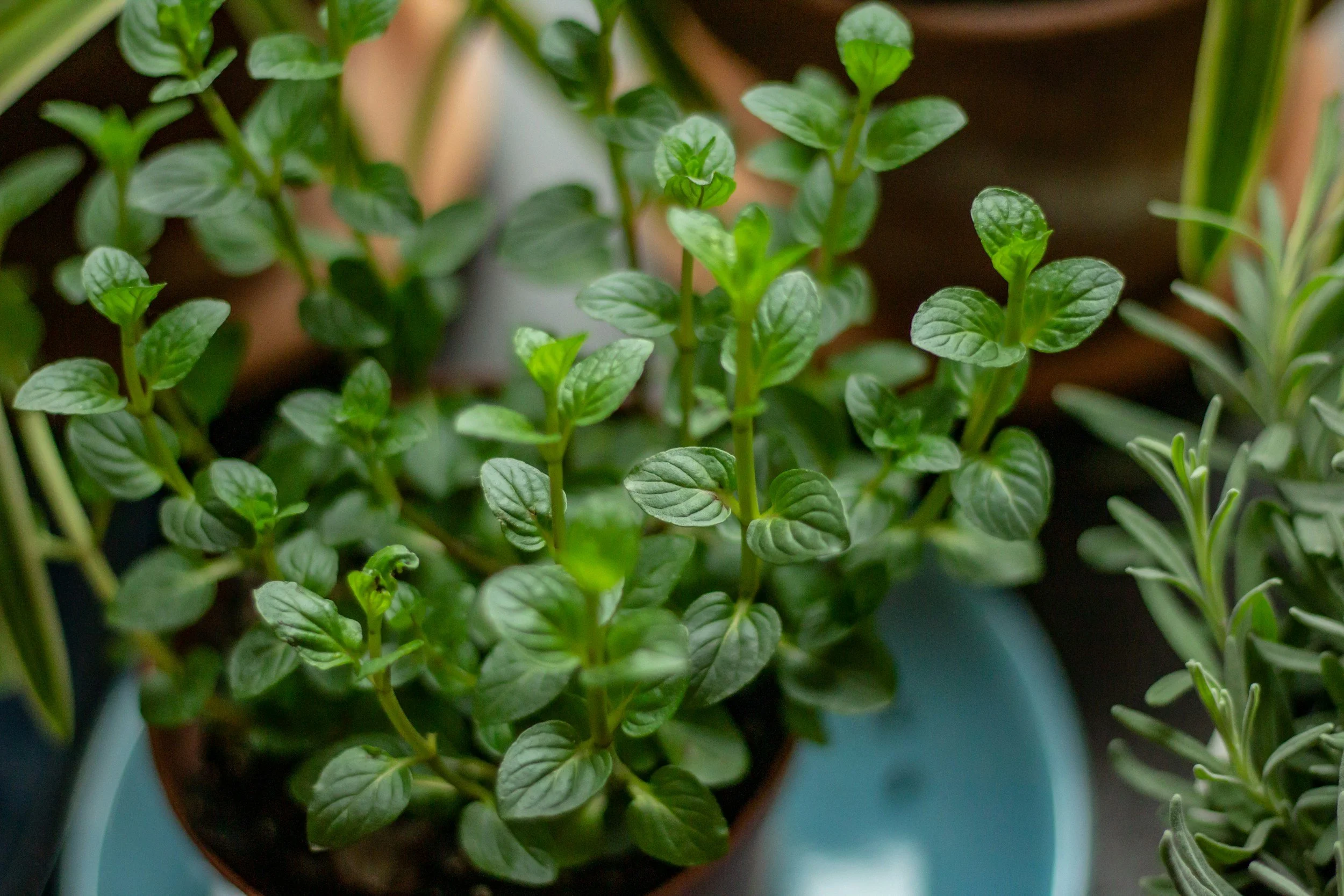 Peppermint: Mentha x Piperita