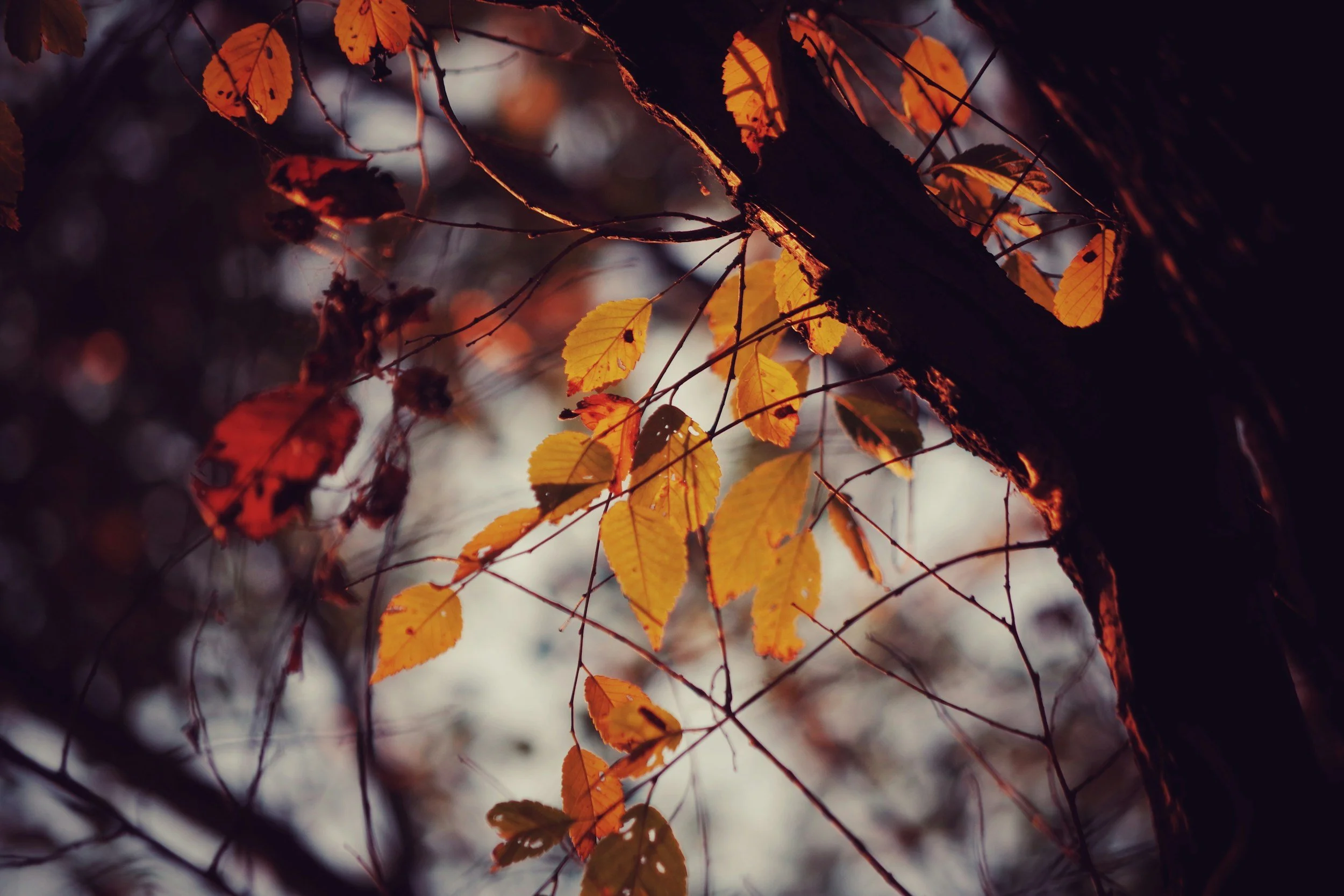 Autumn leaves on a tree