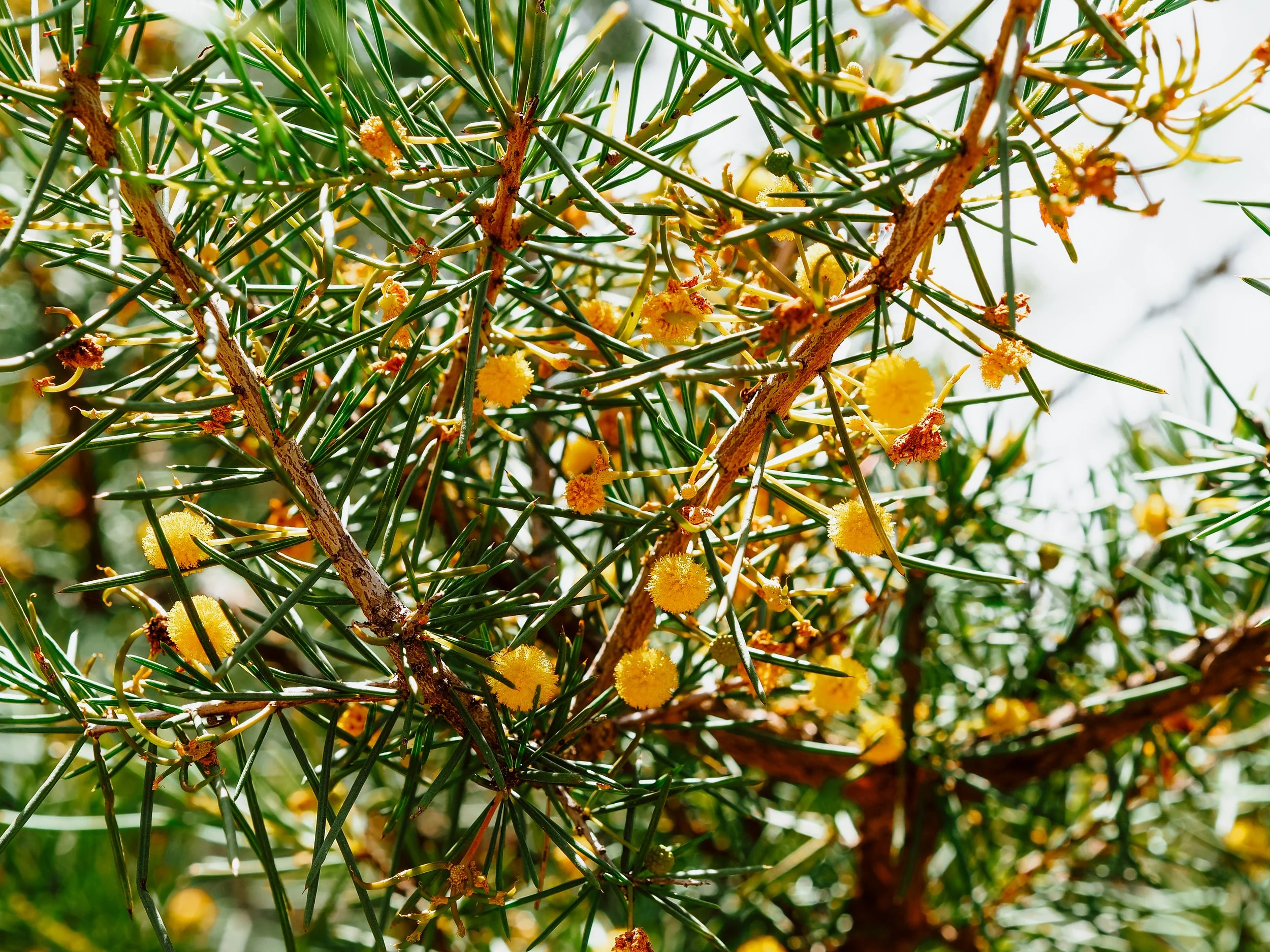 Close-up of a coniferous tree branch with small, yellow, spherical flowers or cones among green spiky needle-like leaves.