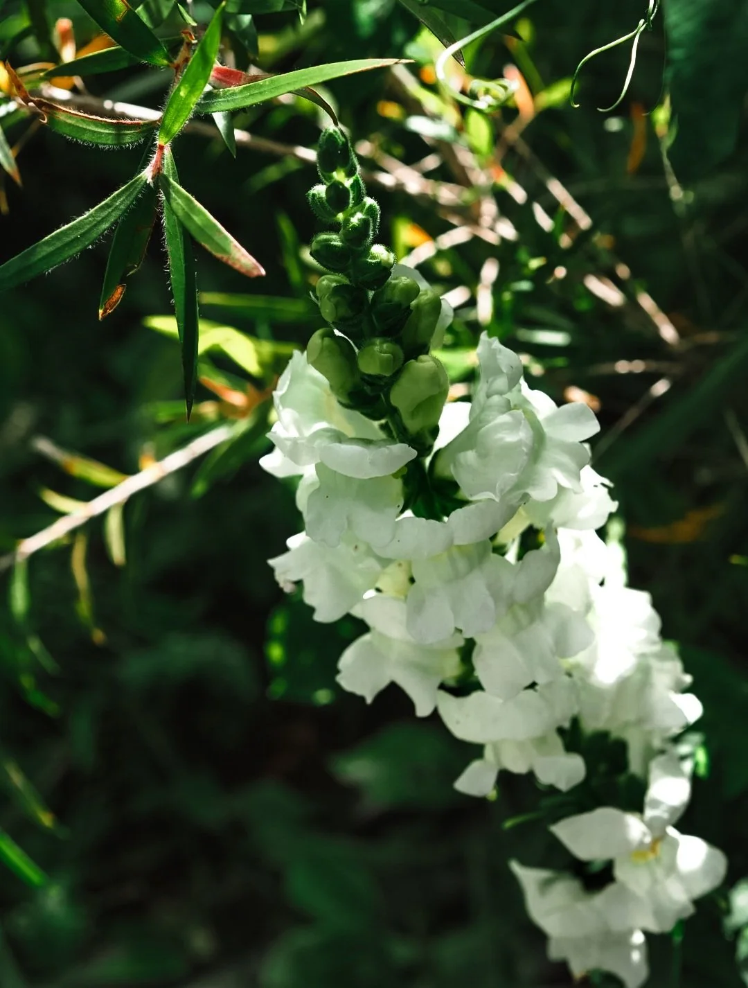 White snapdragon flower with green buds, surrounded by green leaves and sunlight.
