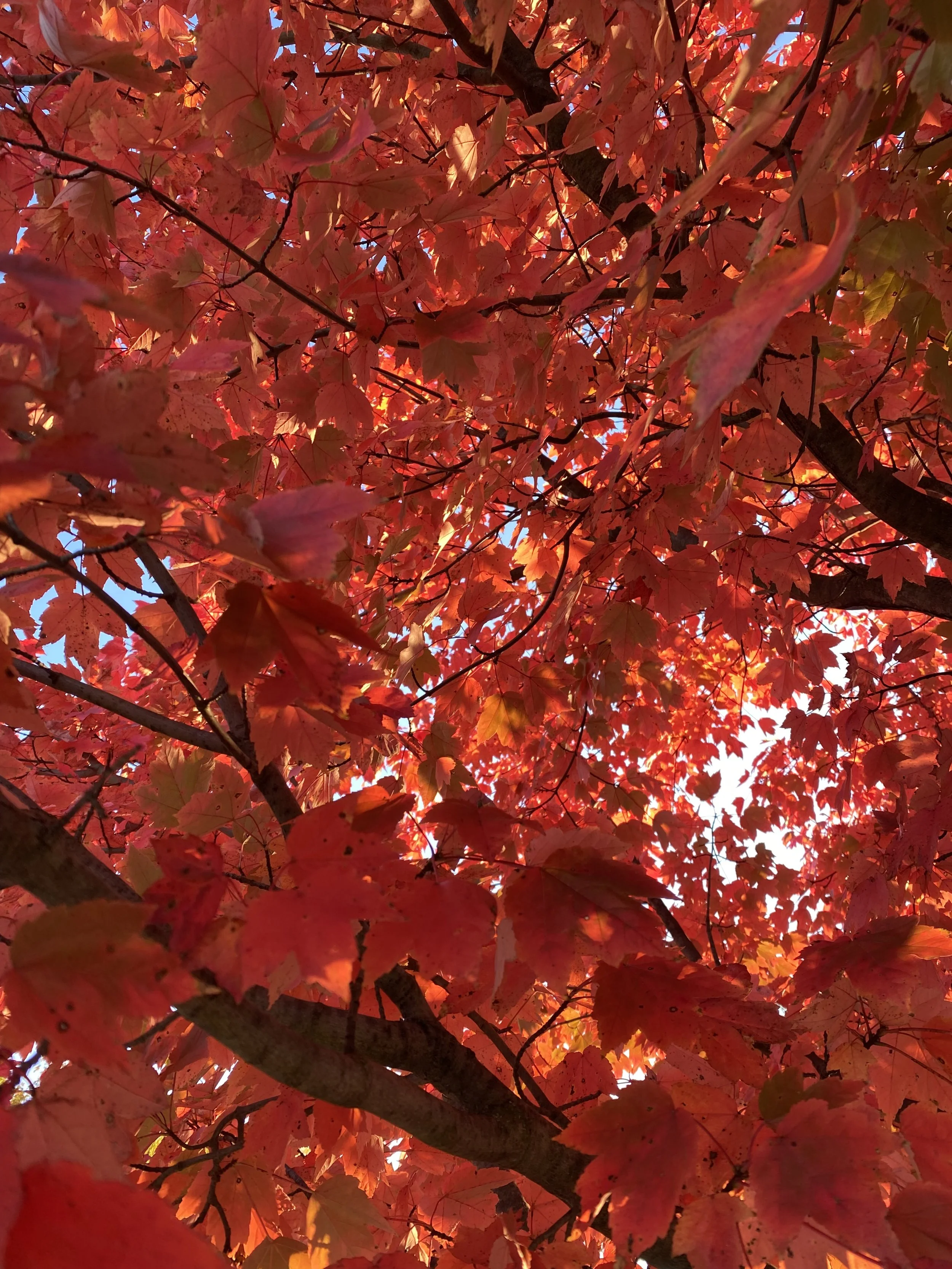 To Whom it May Concern