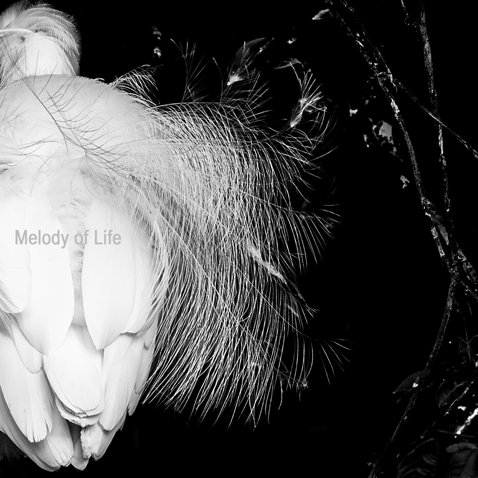 生命樂章 Melody of Life