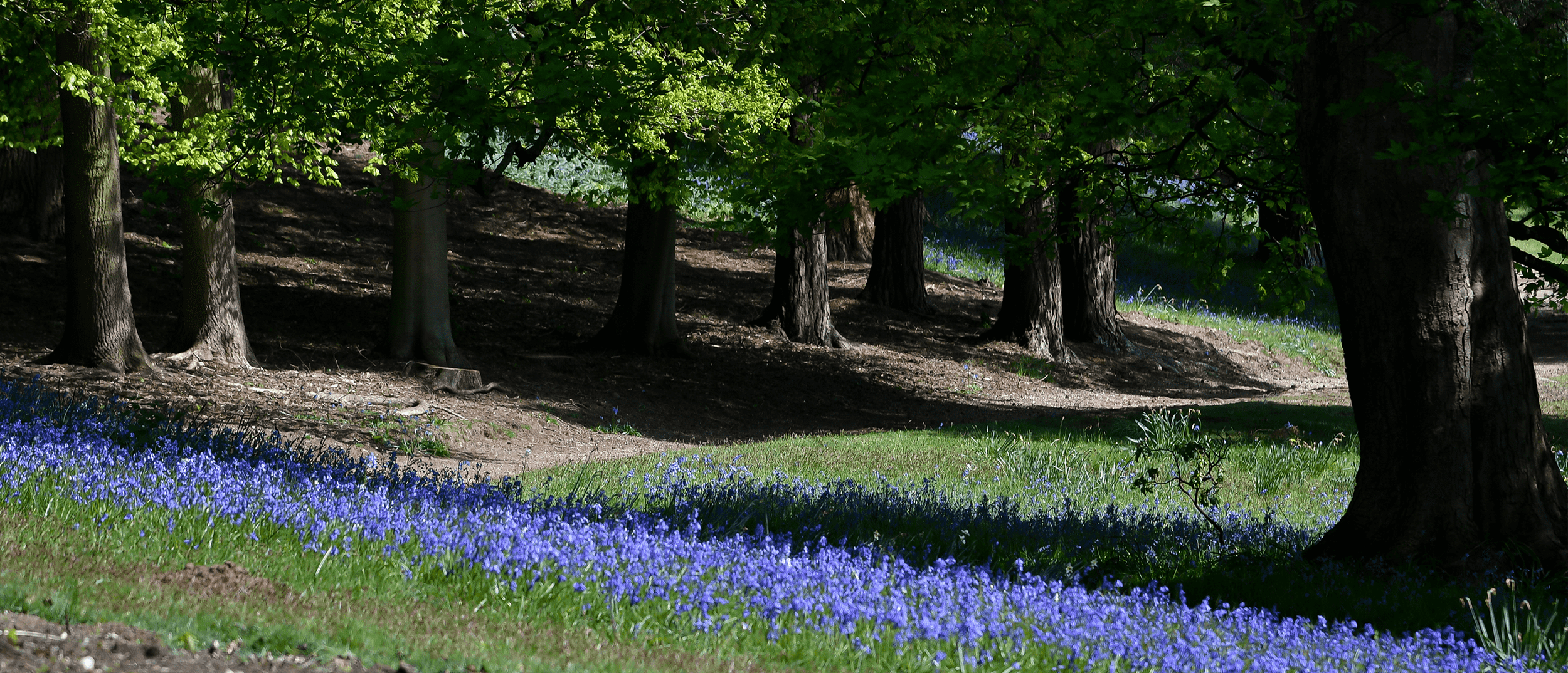 A lush green forest with tall trees and ferns covering the forest floor.