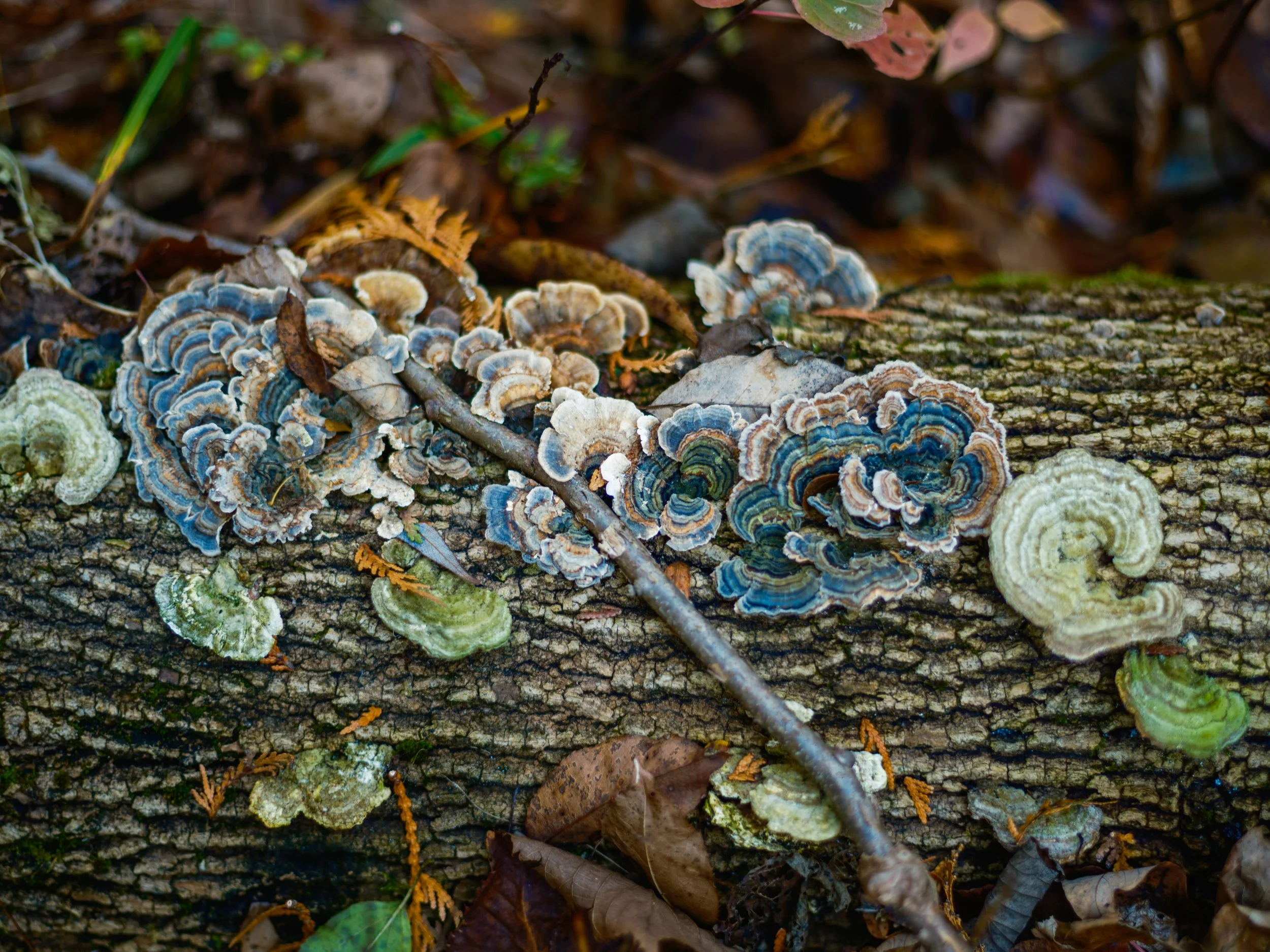 DSCF4156.jpg