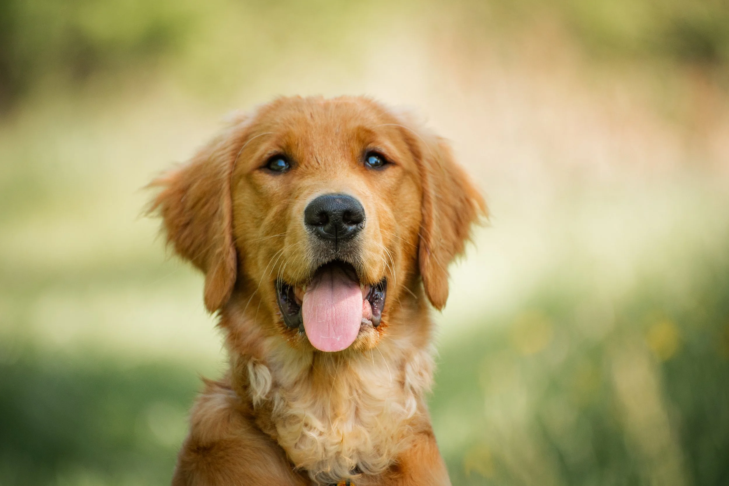 pet photo mini session
dog photo session
dog portraits 