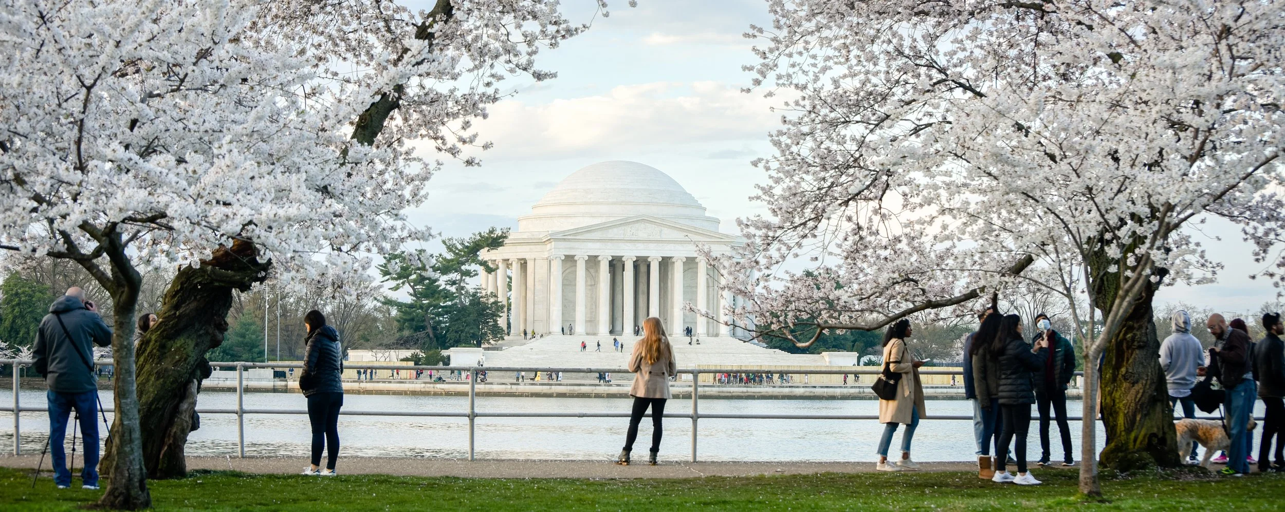 DC Photography, DC cherry blossom photography,  Cherry blossom portraits , spring photo session