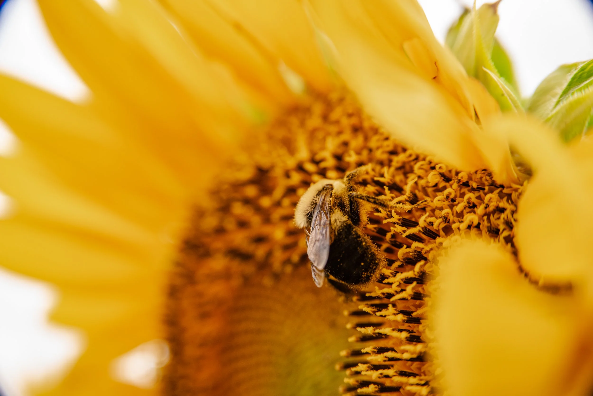 bee photo, sunflower field maryland