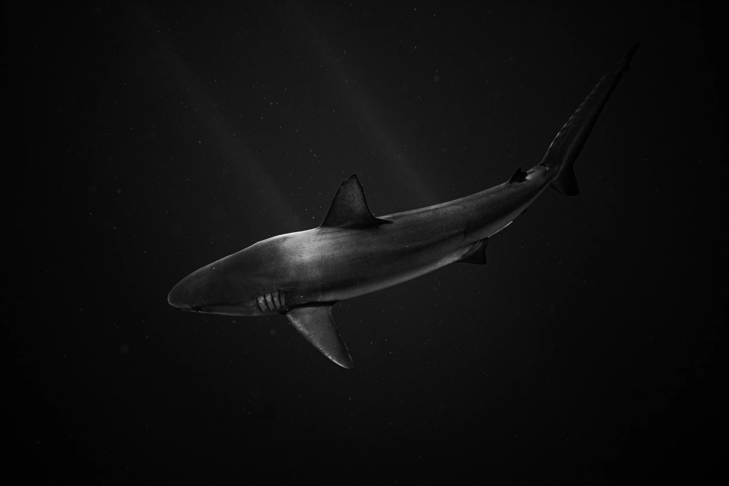 shark dive photographer, 
snorkel photographer,  SCUBA photographer, adventure photographer 
