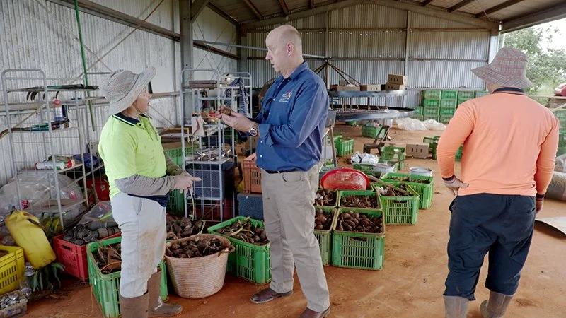 Back to the land: how a family rebuilt their farming enterprise after Cyclone Jasper