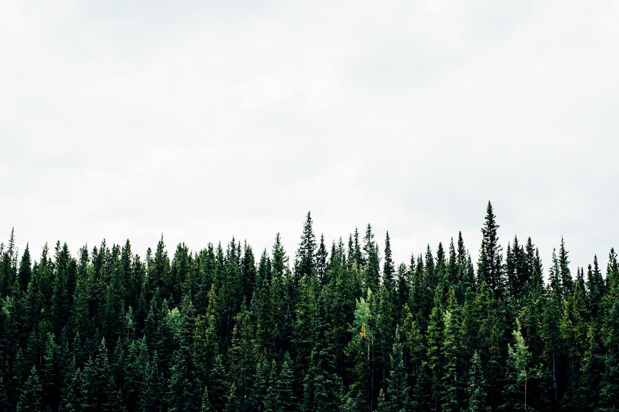 Carbon Removal, Reduction, and Avoidance Credits: what's the difference?