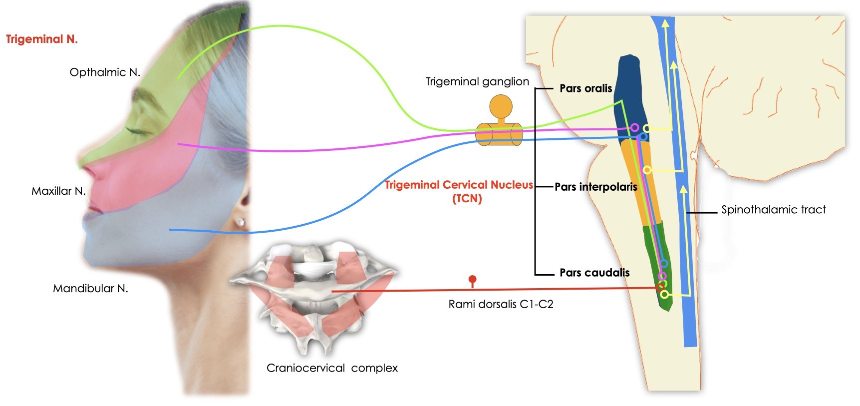 interconnection between head, neck and jaw
