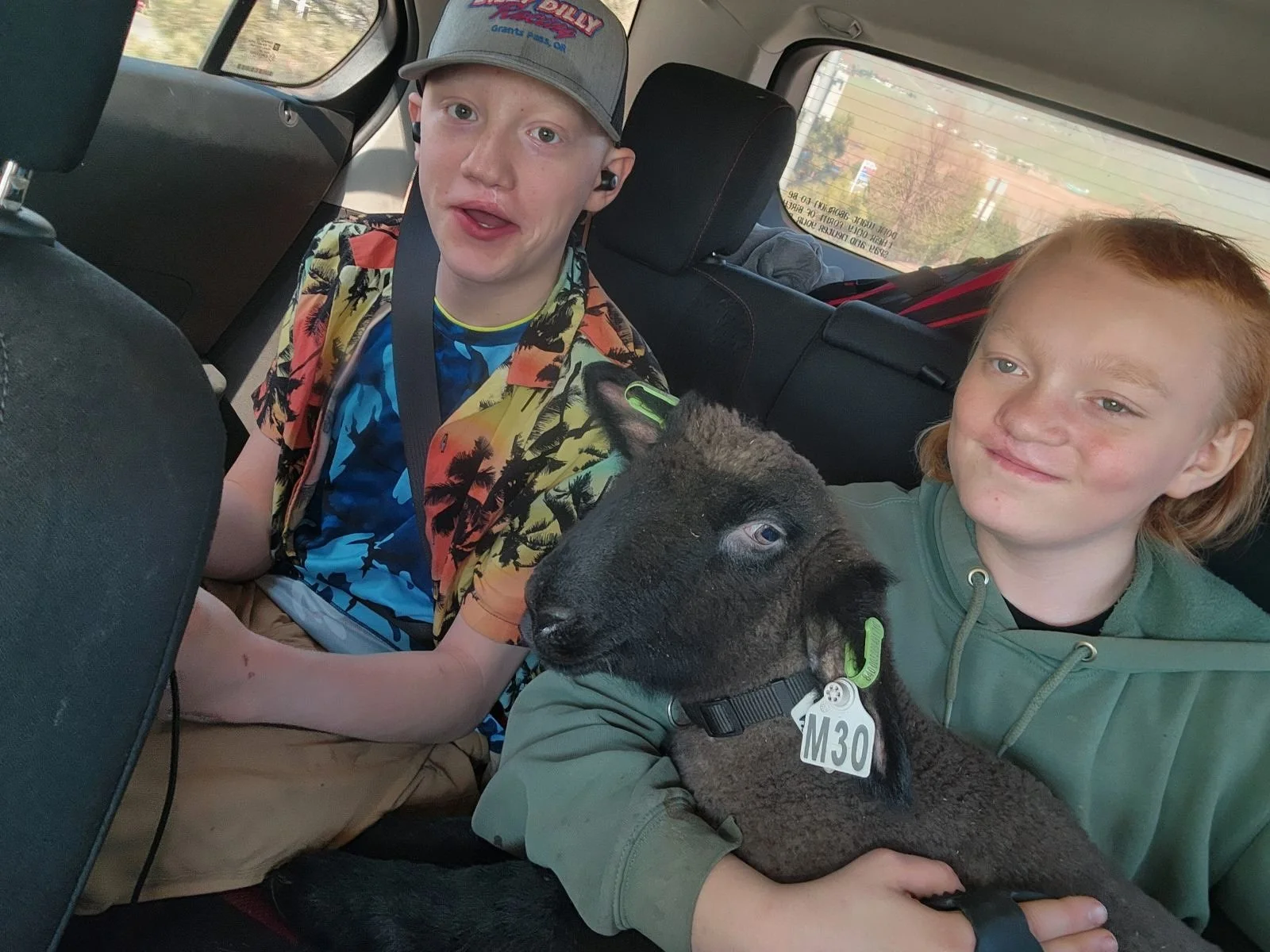 FG Michelle Grands sheep.JPG