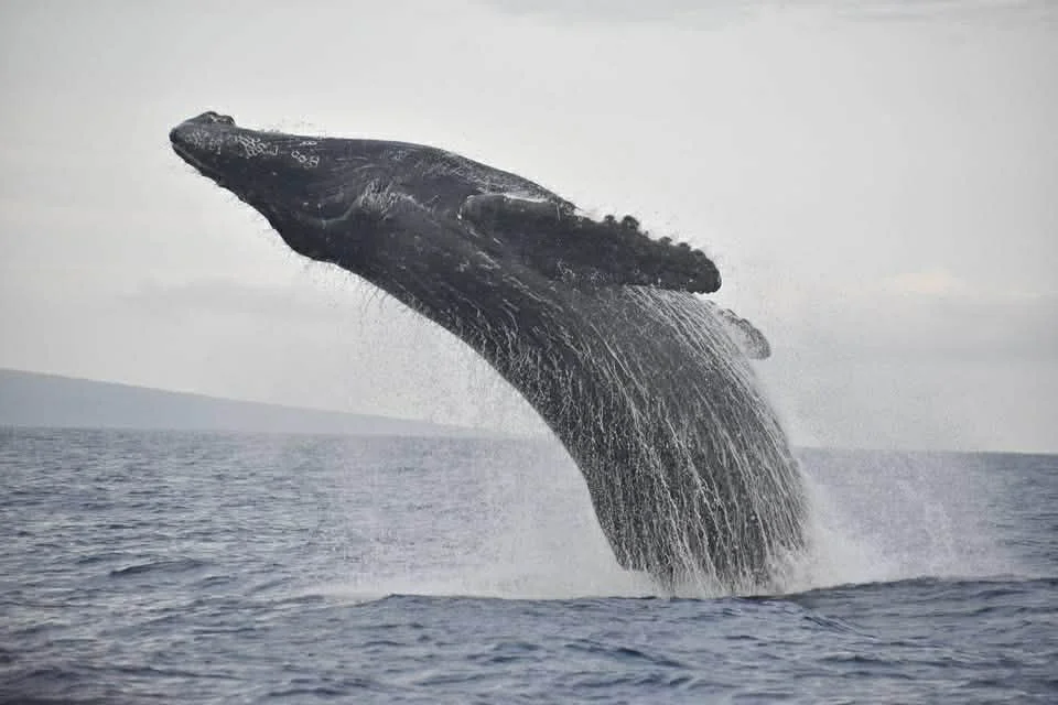 Whale Watched