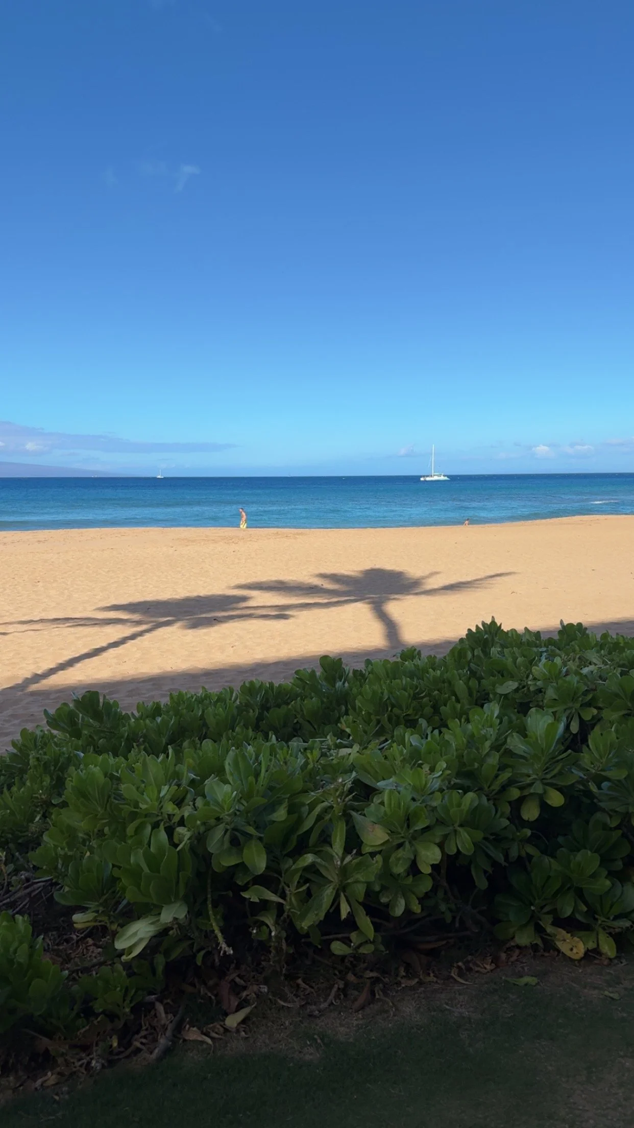 FG Palm Tree Shadow.jpeg