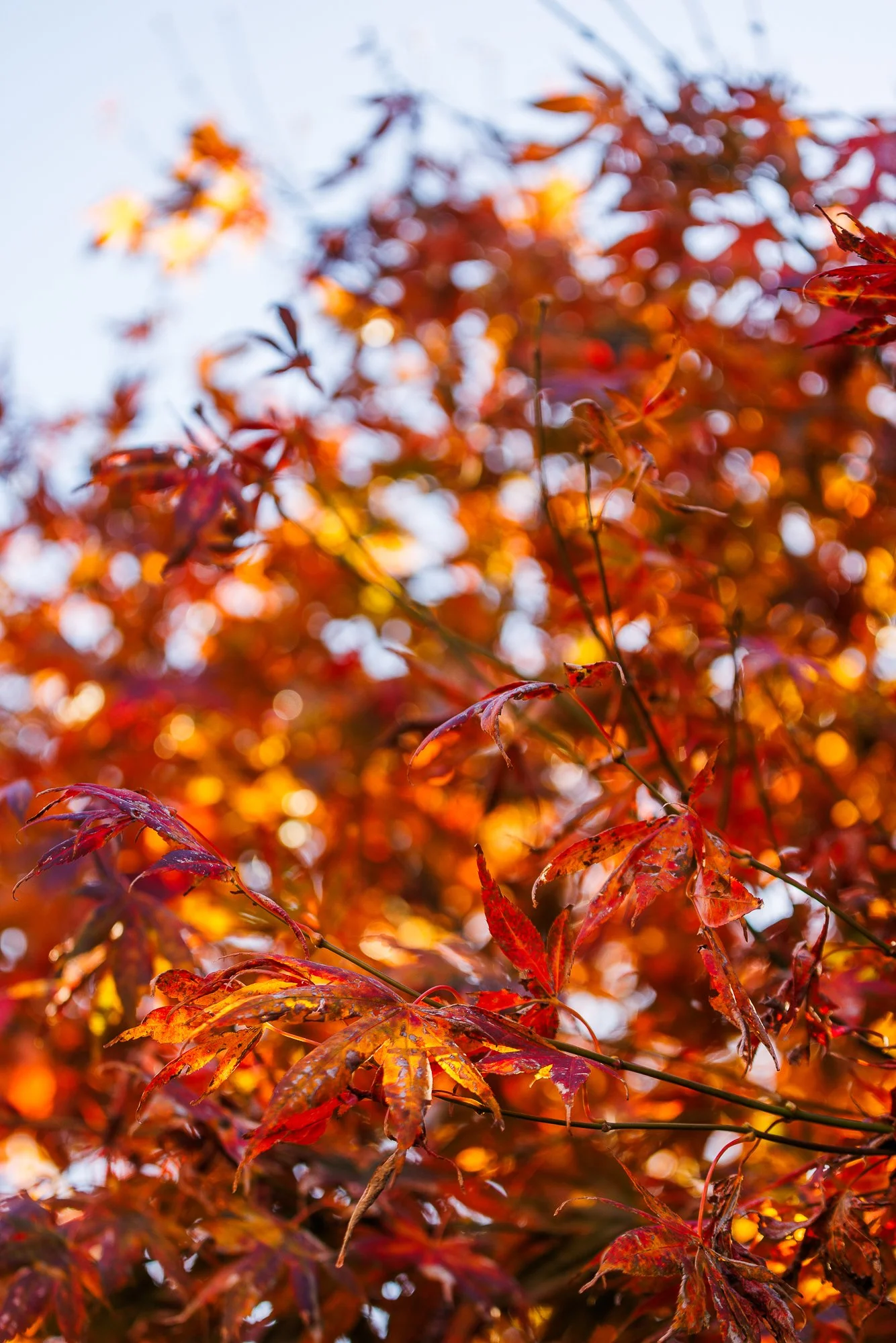 autumn leaves 2026 uni.jpg