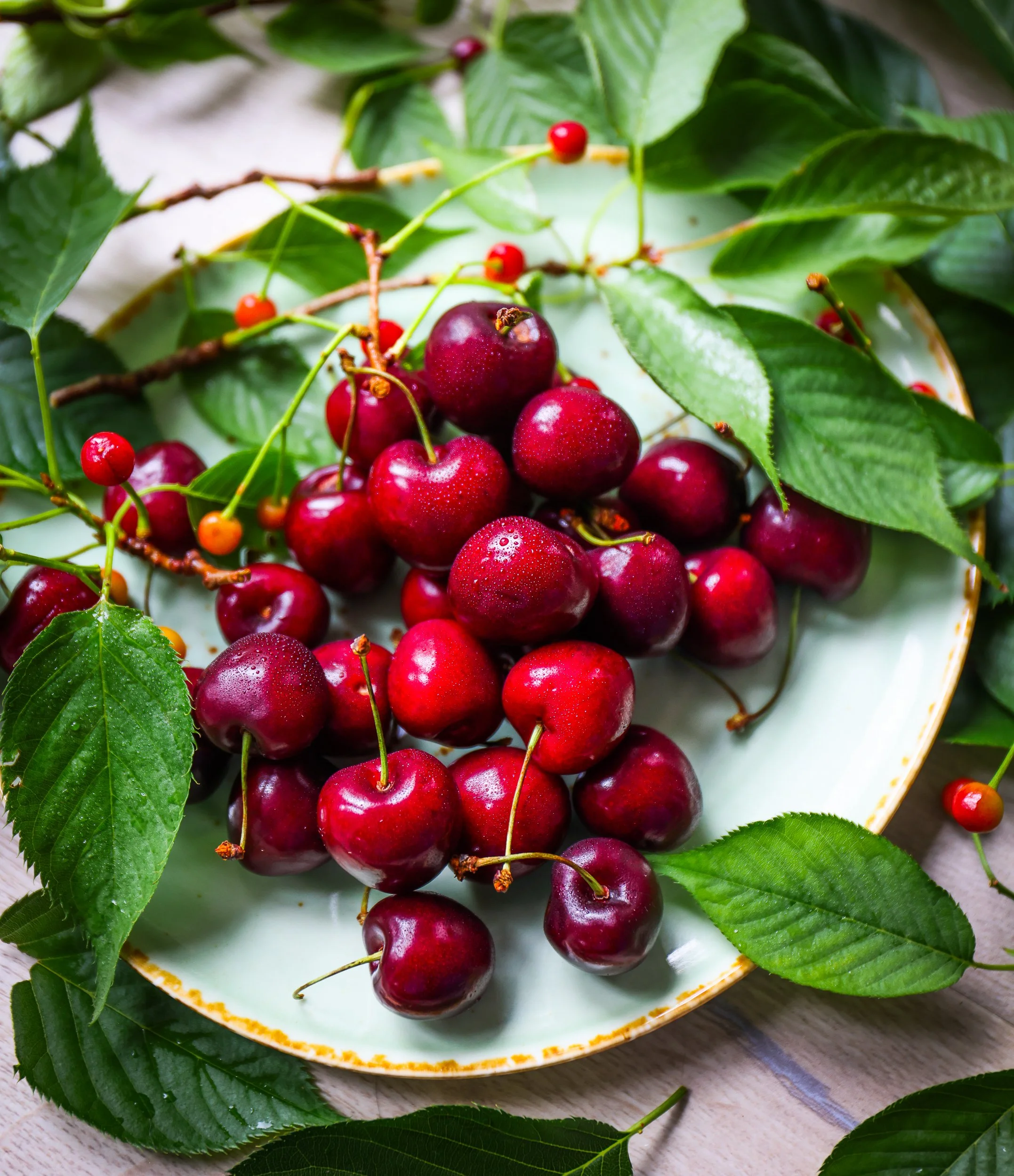 Freshly picked cherries on a white plate surrounded by green leaves.