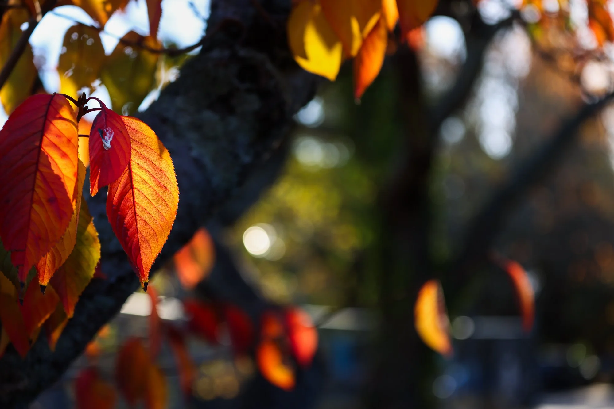 autumn leaves 2026 uni-2.jpg