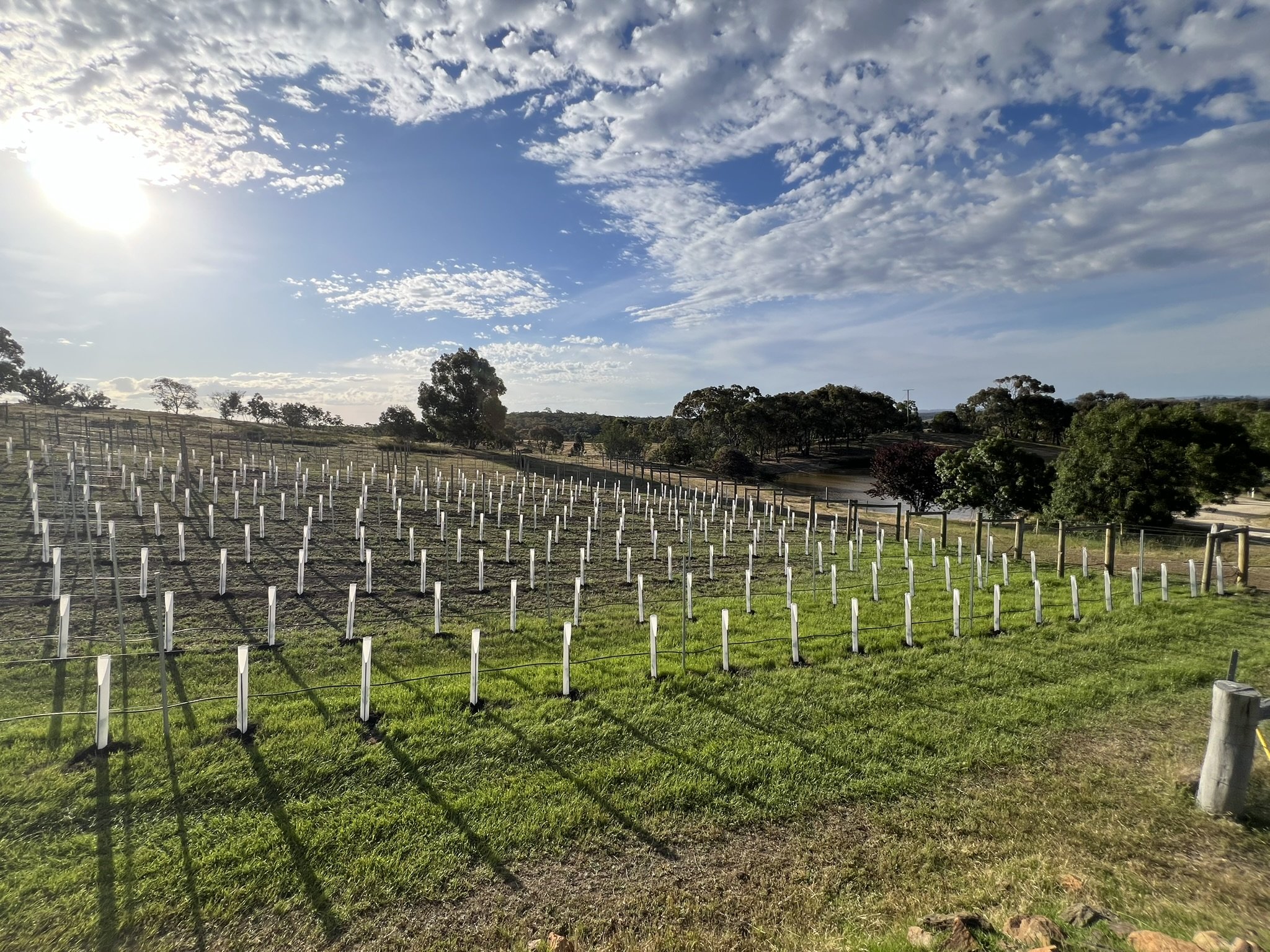 New Vineyard Plantings