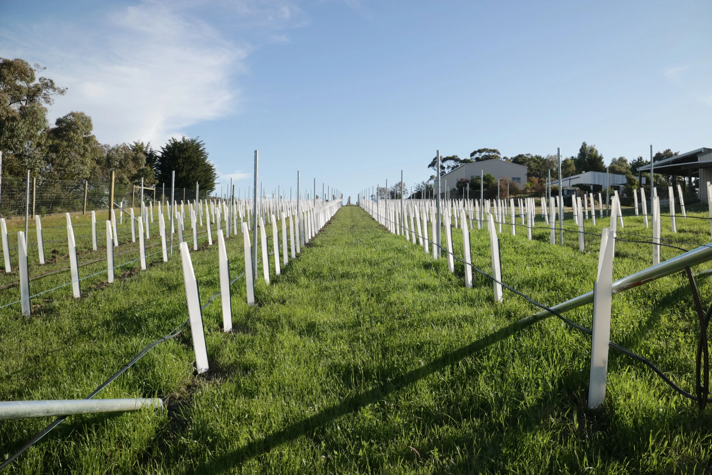 New fiano plantings in Central Victoria