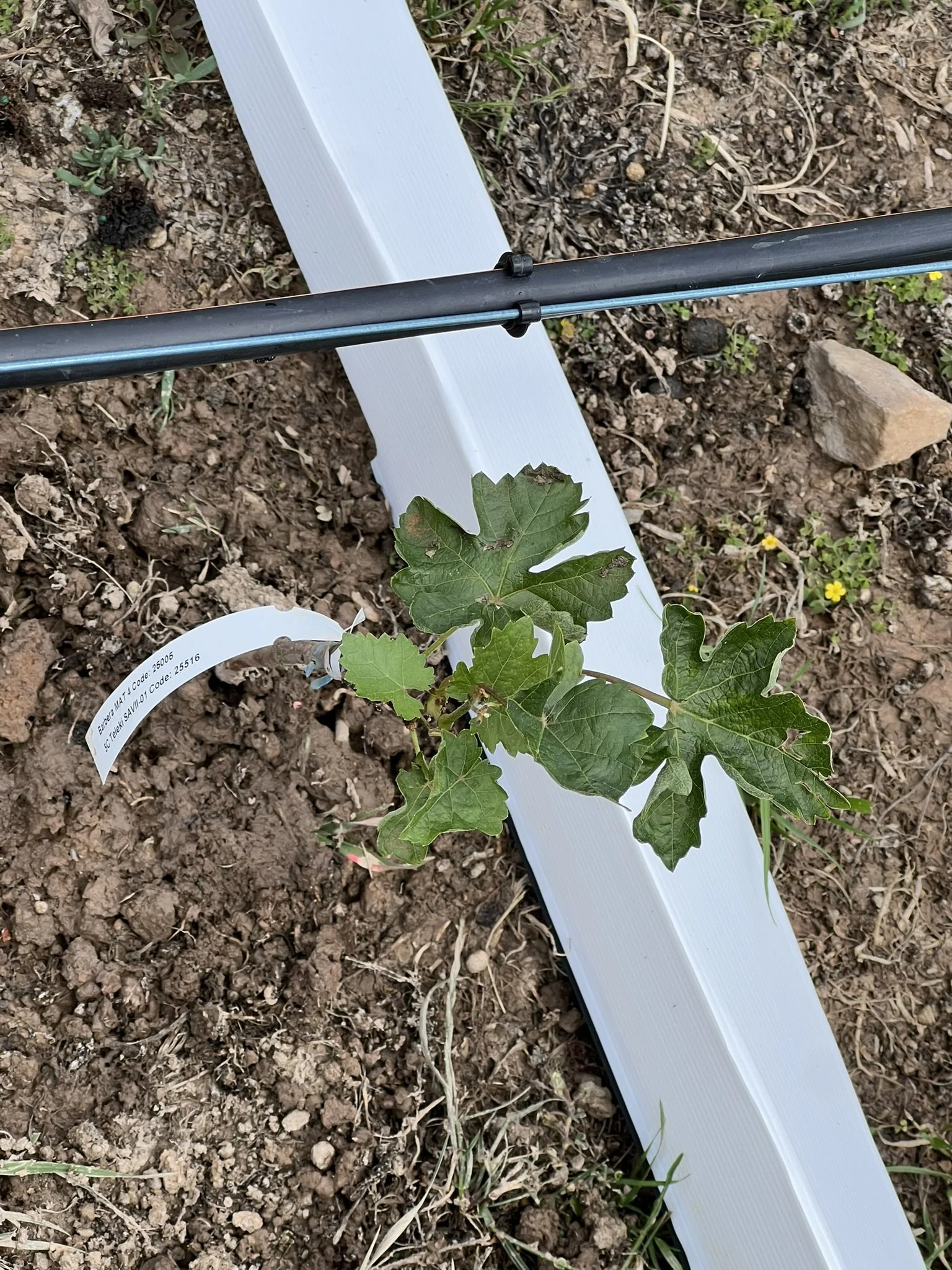 New barbera plantings in Central Victoria