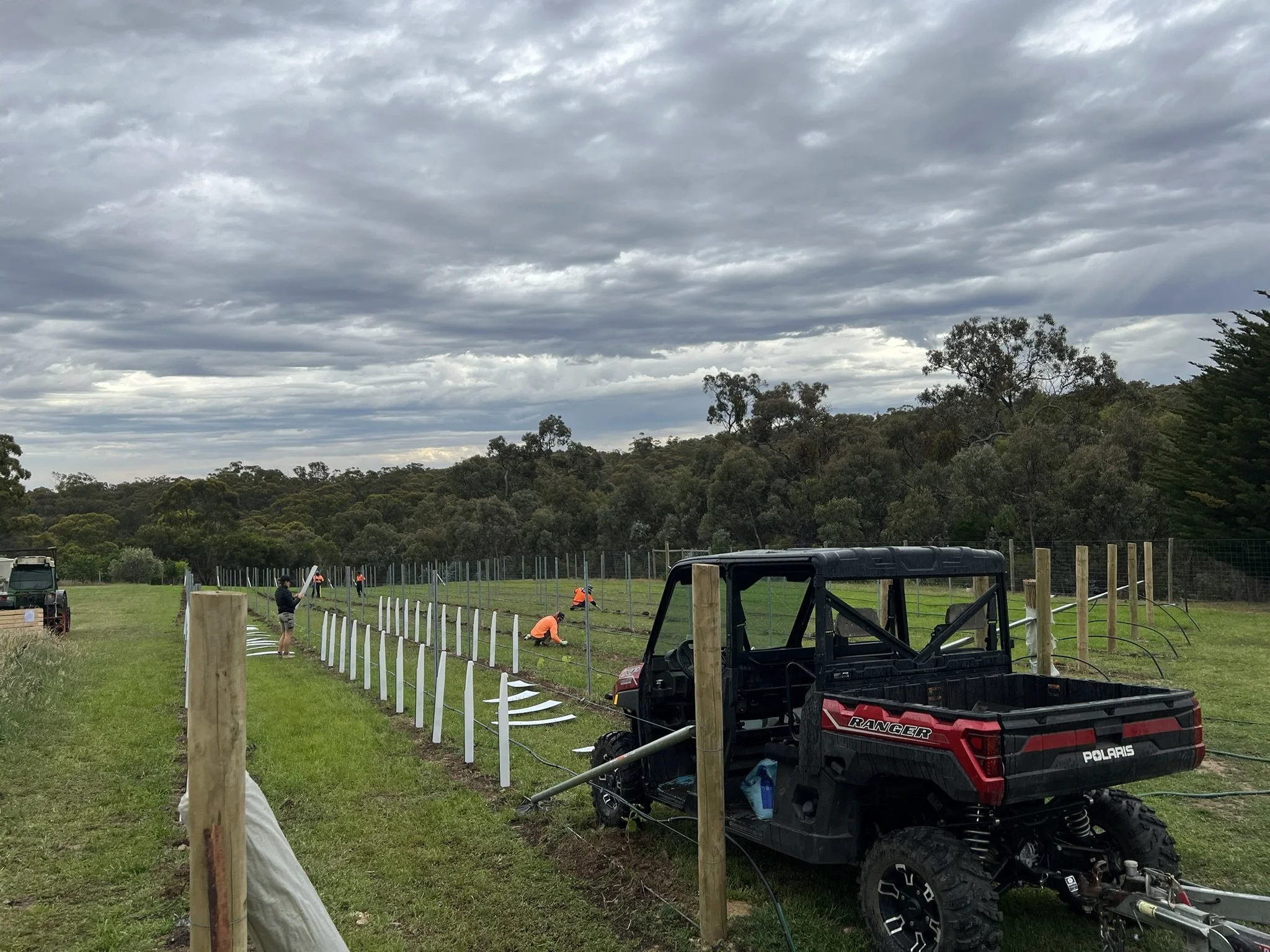 New vineyard plantings in Central Victoria