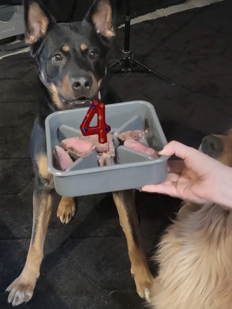 Happy 4th Birthday little baby monkey Osiris ❤️❤️❤️. He had his steak &ldquo;cake&rdquo; celebration yesterday and some epic laser and ball games.  Can&rsquo;t wait for many more with this pizza ear pup. 

#rottweiler #rottweilermom #germanshepherd #