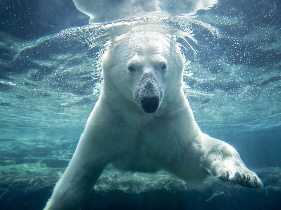 An underwater photograph of a polar bear swimming towards the camera.