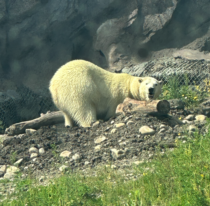A polar bear lying on rocky ground near some logs, with a rocky backdrop and a wire fence in the background.