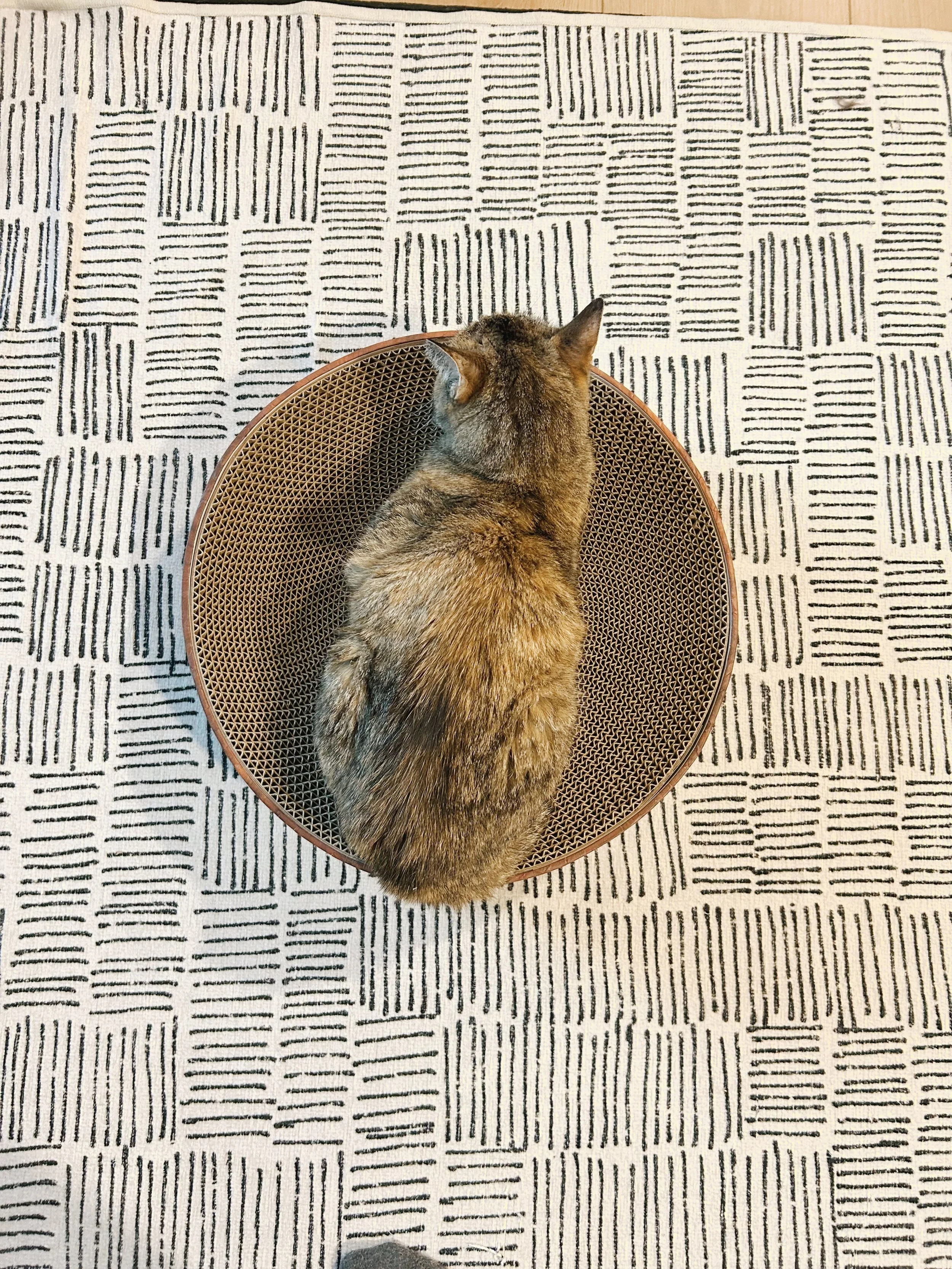 Treat Your Cat!