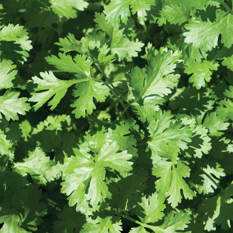 Cilantro