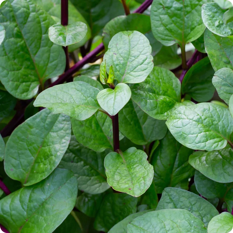 Malabar Spinach