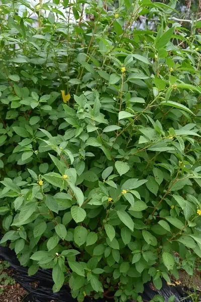 Egyptian Spinach