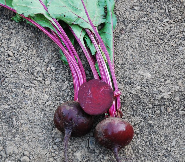 detroit_dark_red_beet2__75093.jpg