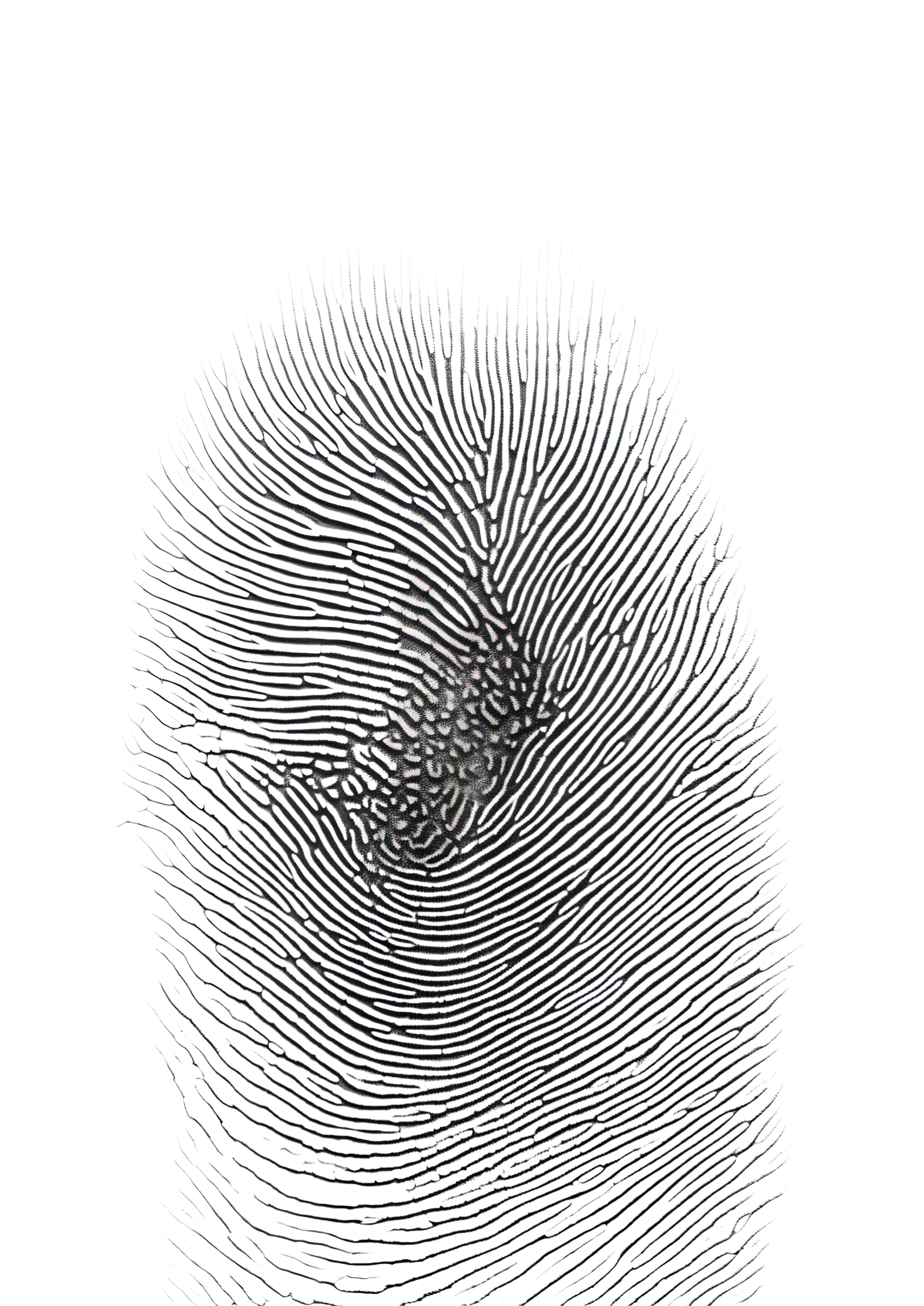 Digitale Darstellung eines Fingerabdrucks gegen schwarzen Hintergrund.