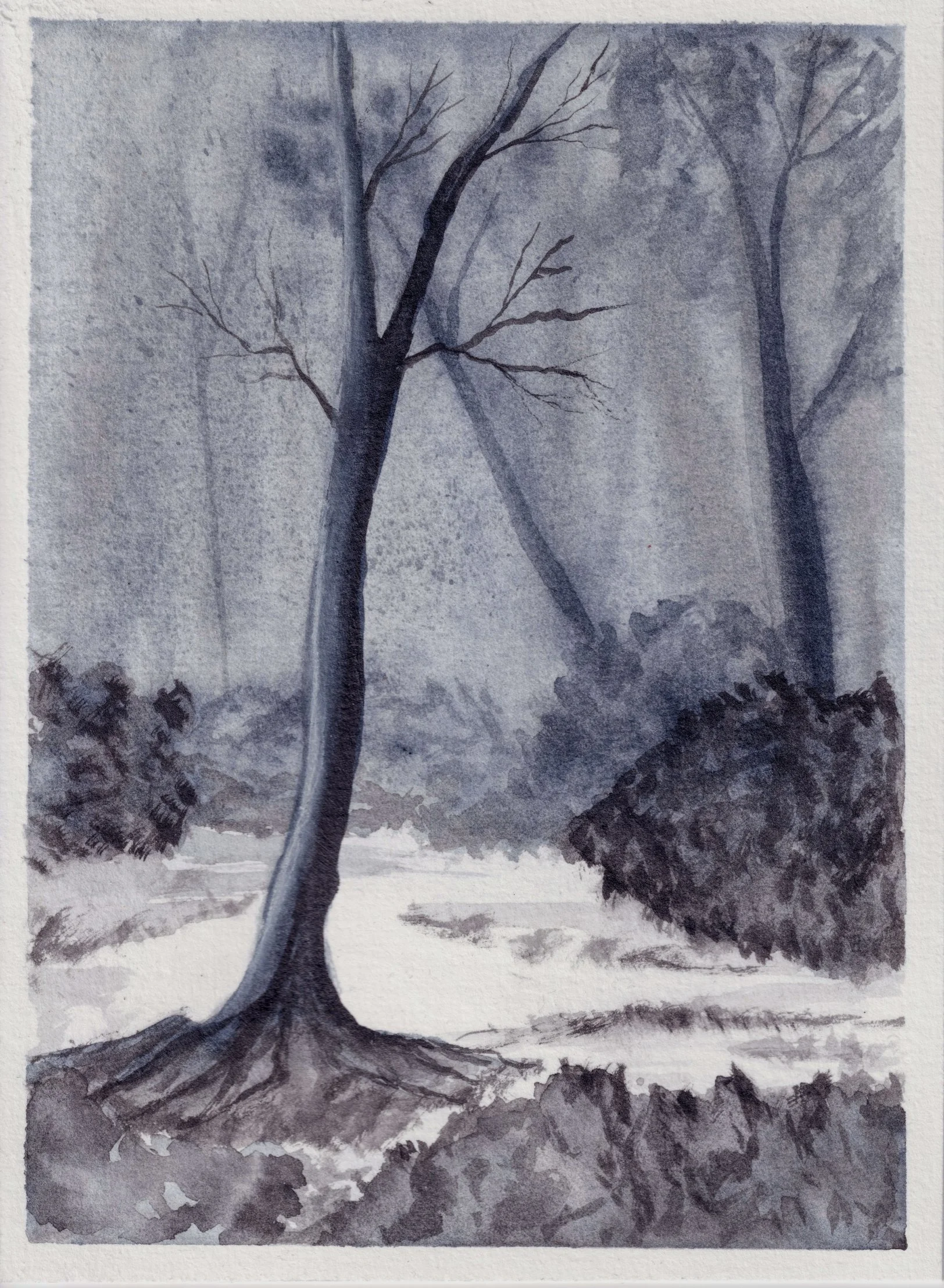 BW Forest.jpg