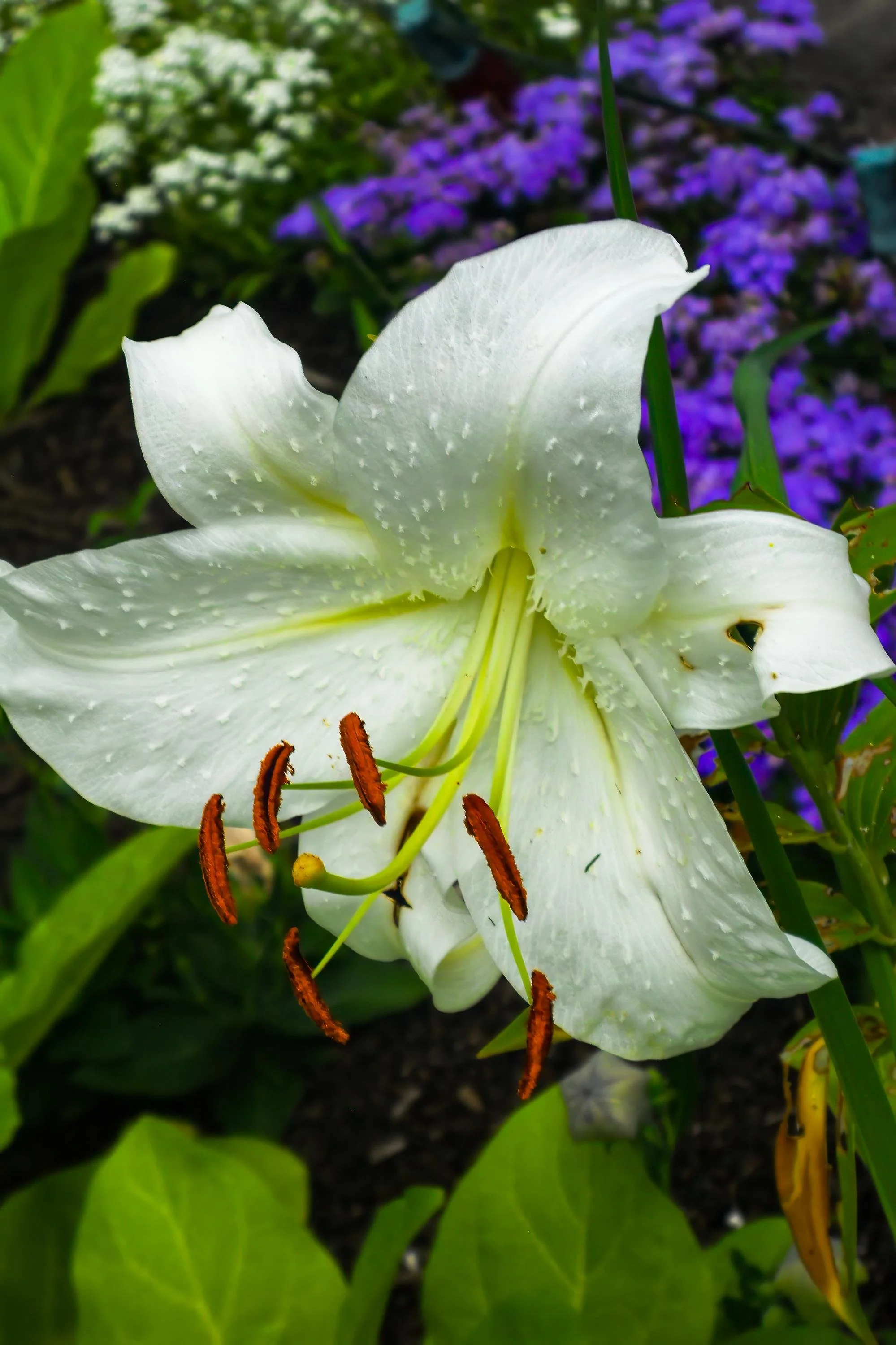 Spring Photography: Finding Life Through the Lens