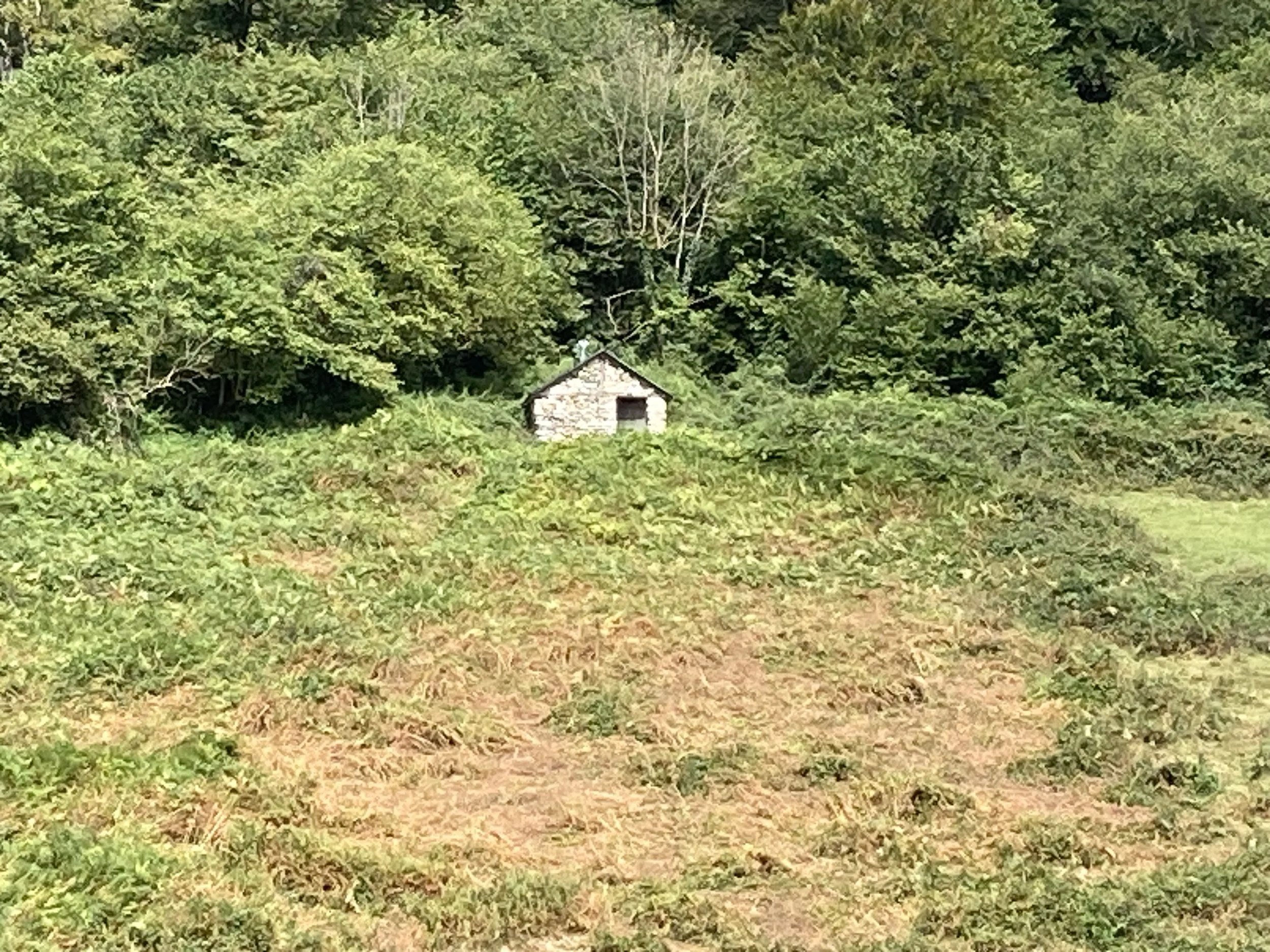 IMG_3207.jpeg