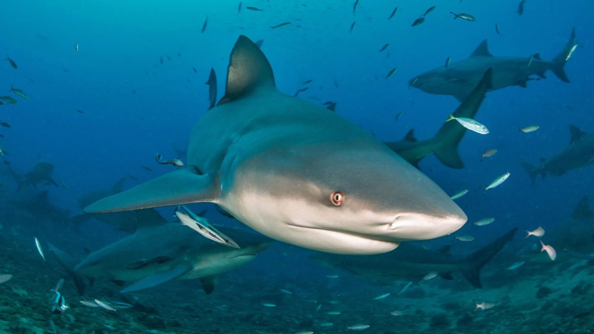 SHARK Dive, Fiji (March 5, 2026)