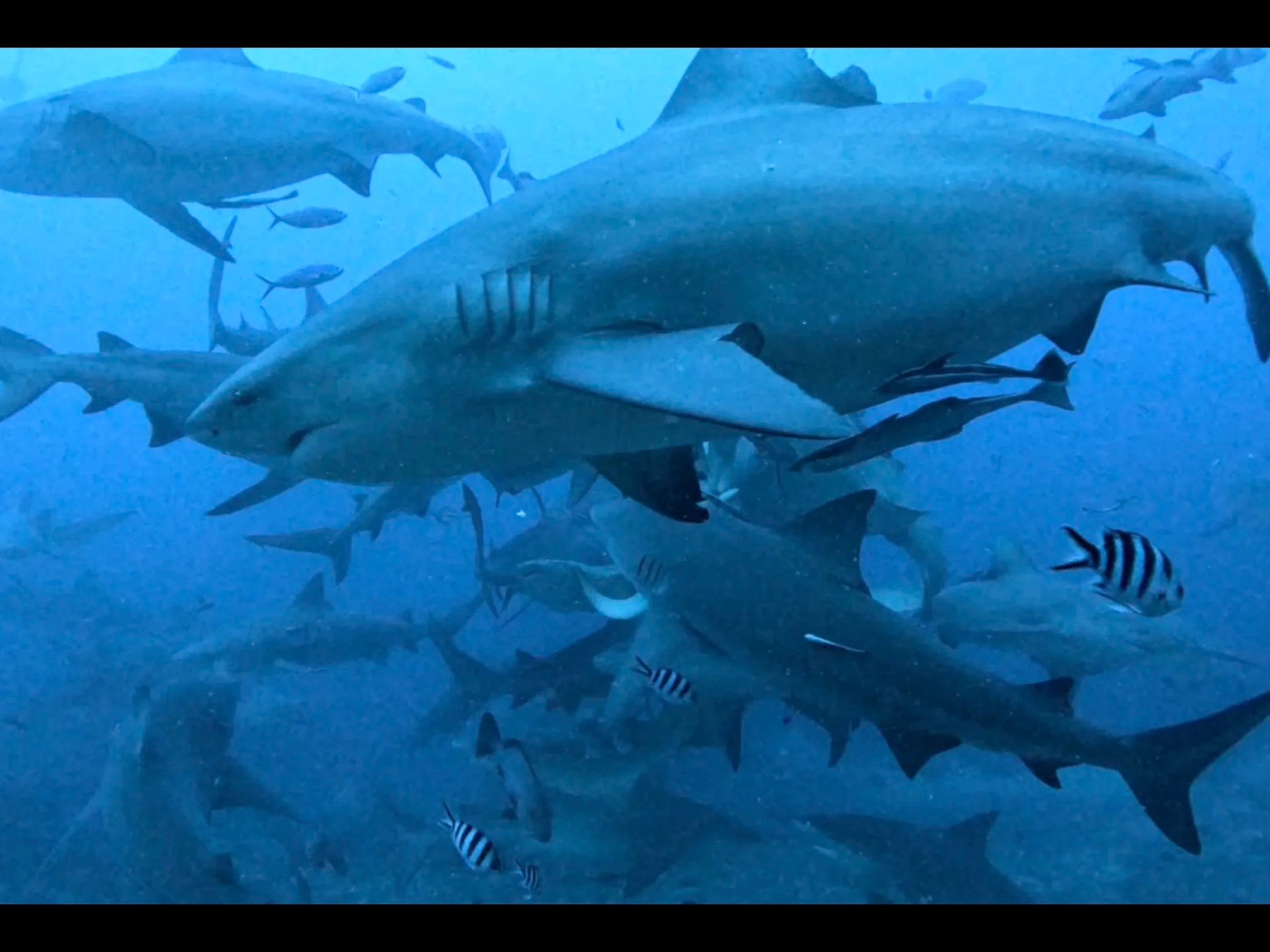 SHARK Dive Video (March 9, 2026)