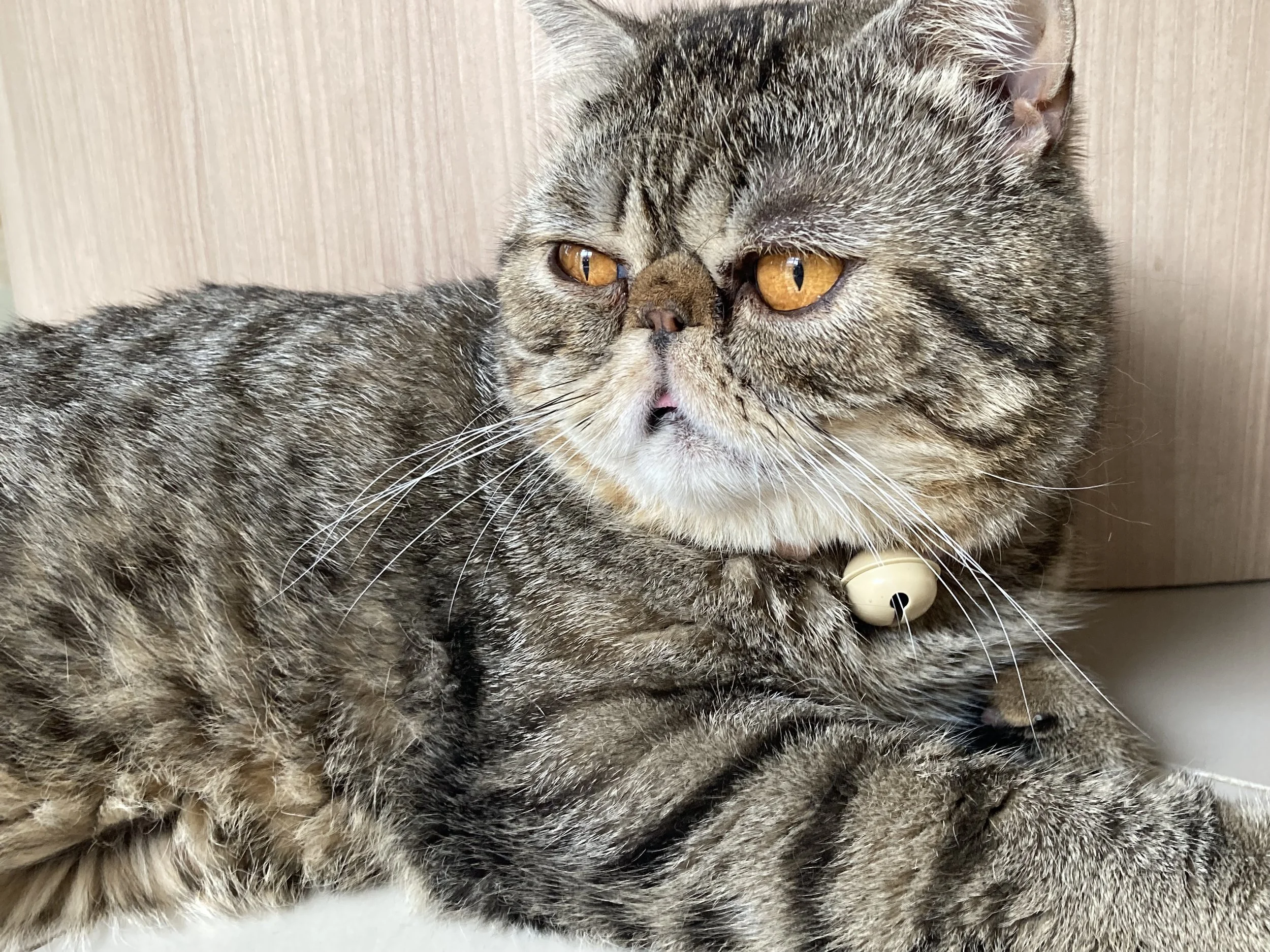 Cat Cafe in Rawai, Phuket (March 18, 2026)