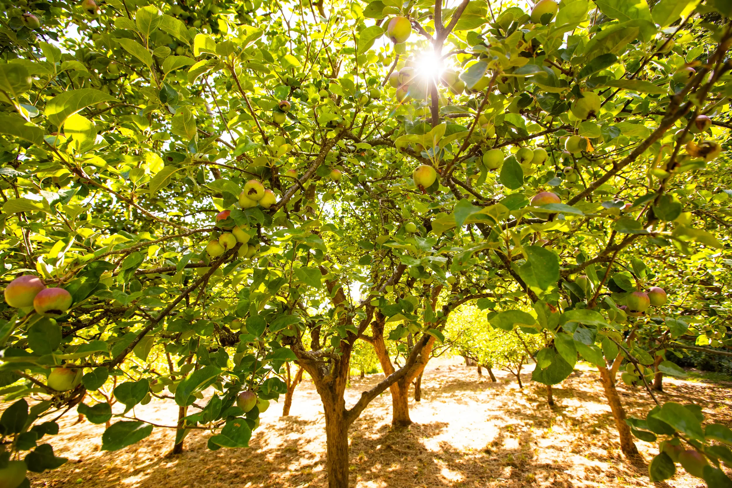 hawkwood apple trees.webp