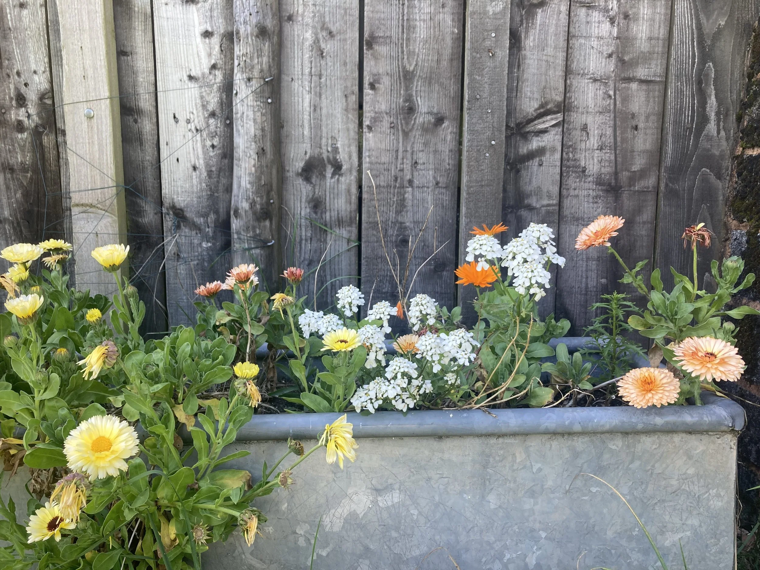 Flower trough.jpg