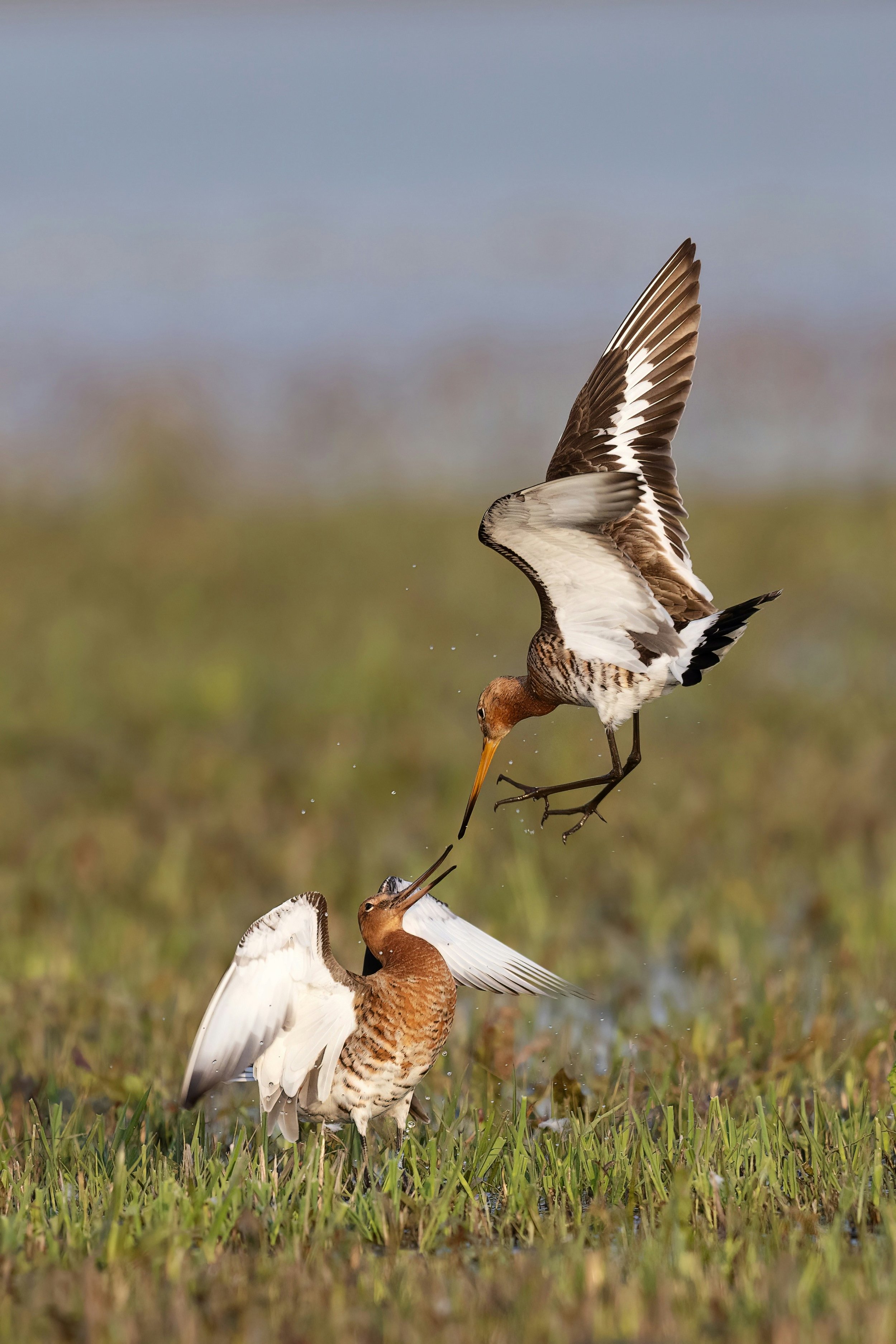 CONNECTING DATA FOR BETTER MEADOWBIRD PROTECTION