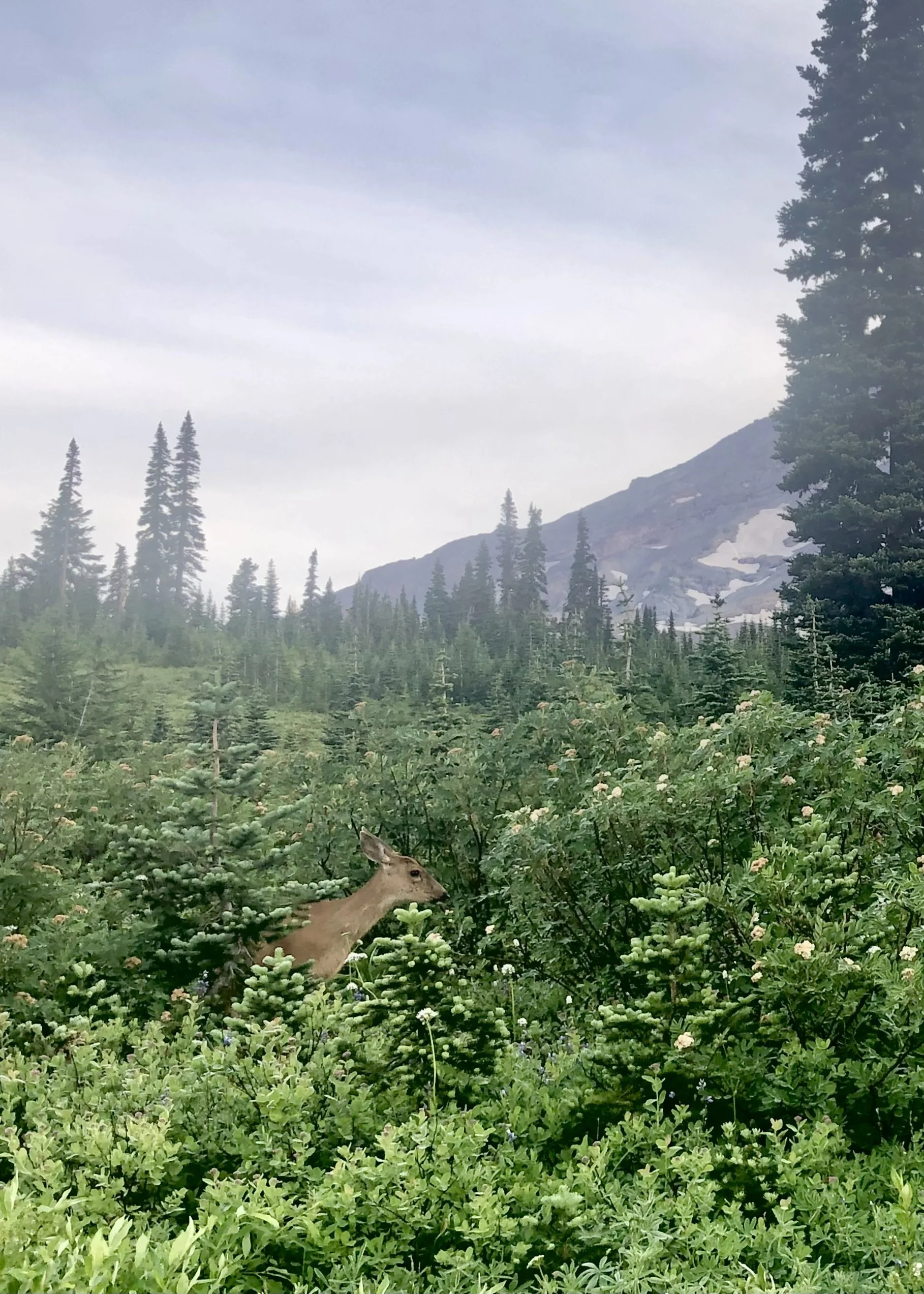 Mount Tahoma, WA (2020)