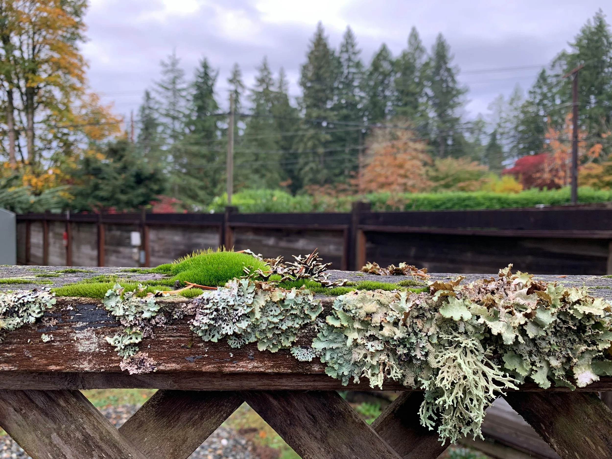 Lube Wrestling, Queer Ecology, and Singles Paint Nite: November Events for LGBTQ+ and BIPOC Folx in Seattle